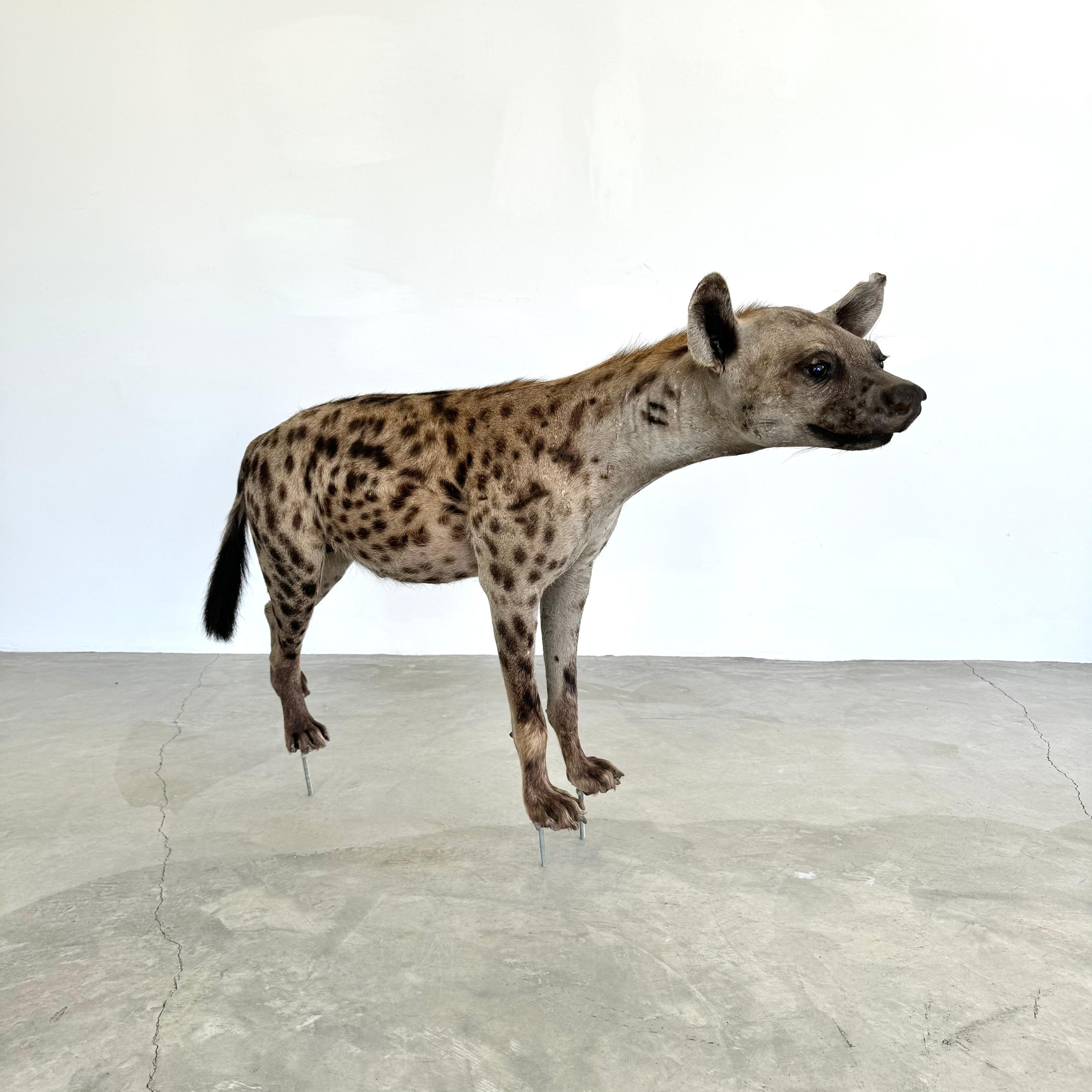 Taxidermie Hyena, 1960er-Jahre (Mitte des 20. Jahrhunderts) im Angebot