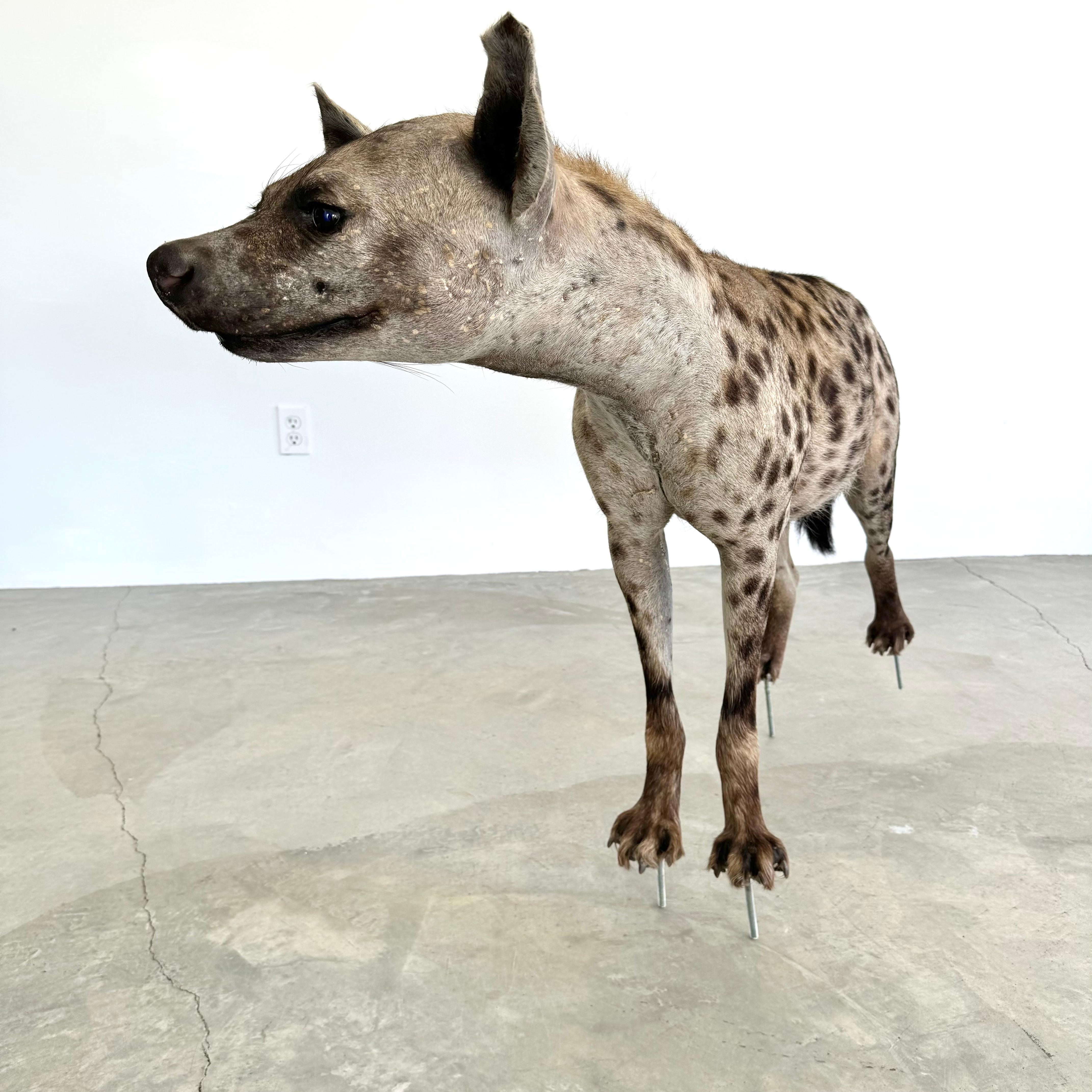Taxidermie Hyena, 1960er-Jahre (Pelz) im Angebot