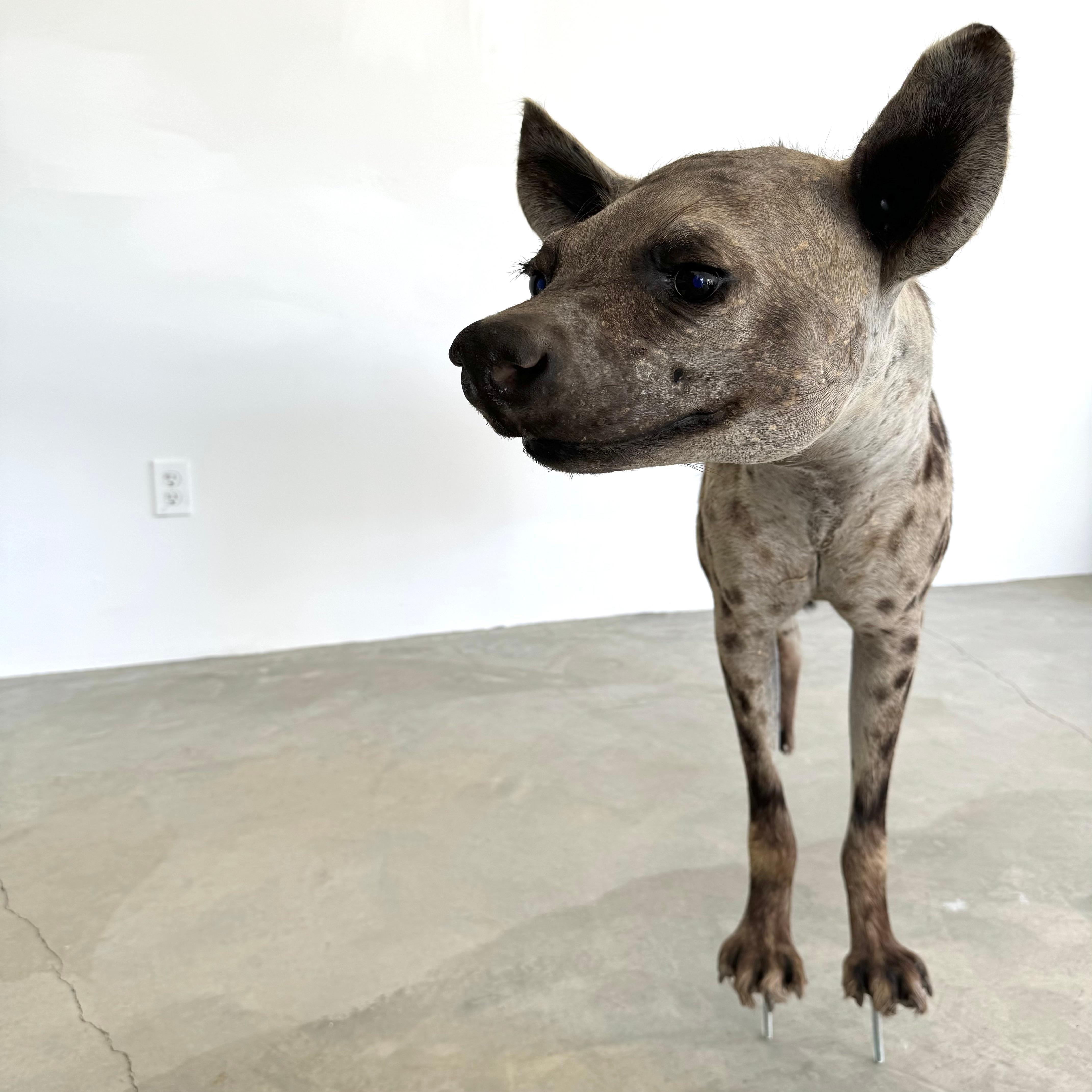 Taxidermie Hyena, 1960er-Jahre im Angebot 1