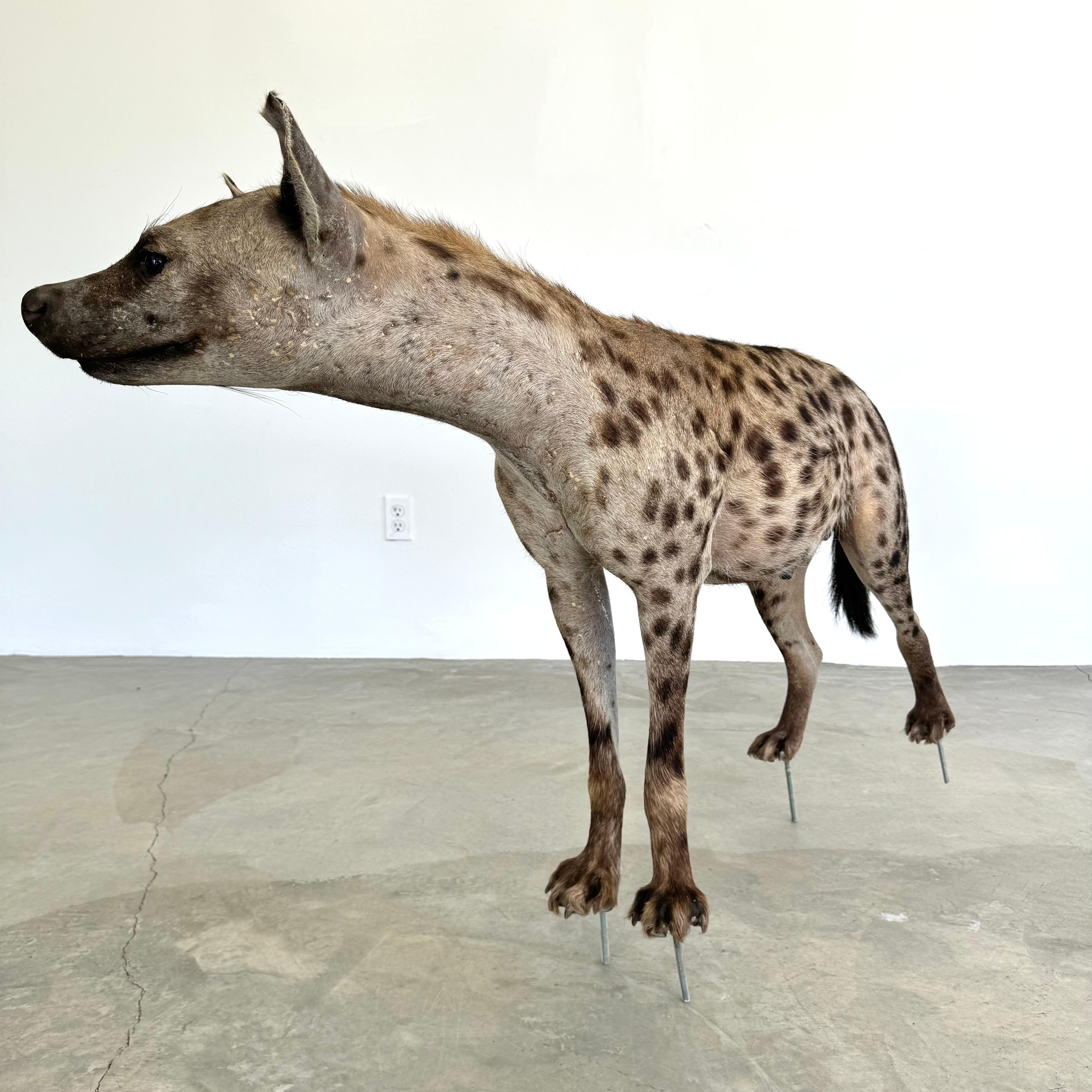 Taxidermie Hyena, 1960er-Jahre im Angebot 2