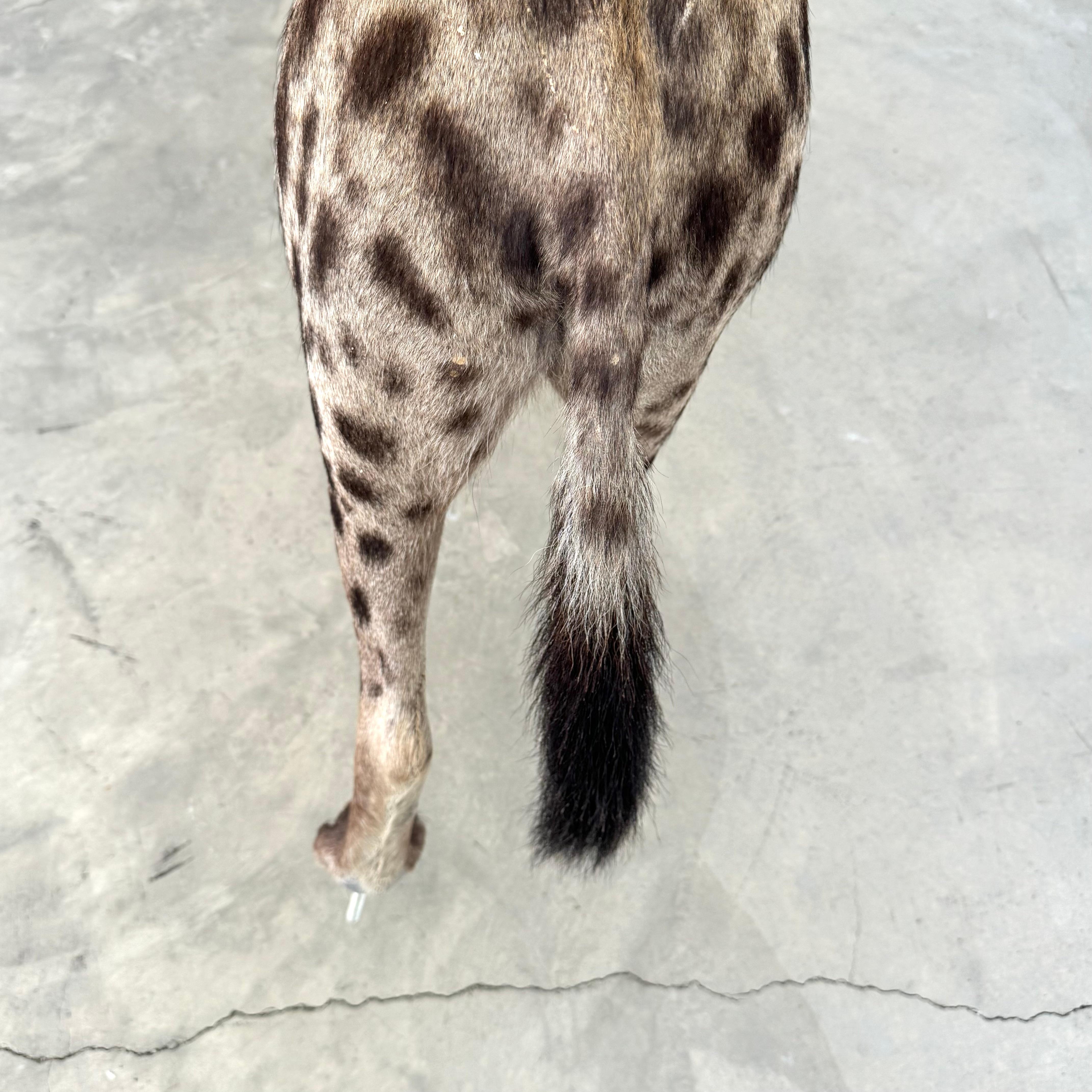 Taxidermie Hyena, 1960er-Jahre im Angebot 3