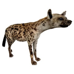 Taxidermie Hyena, années 1960