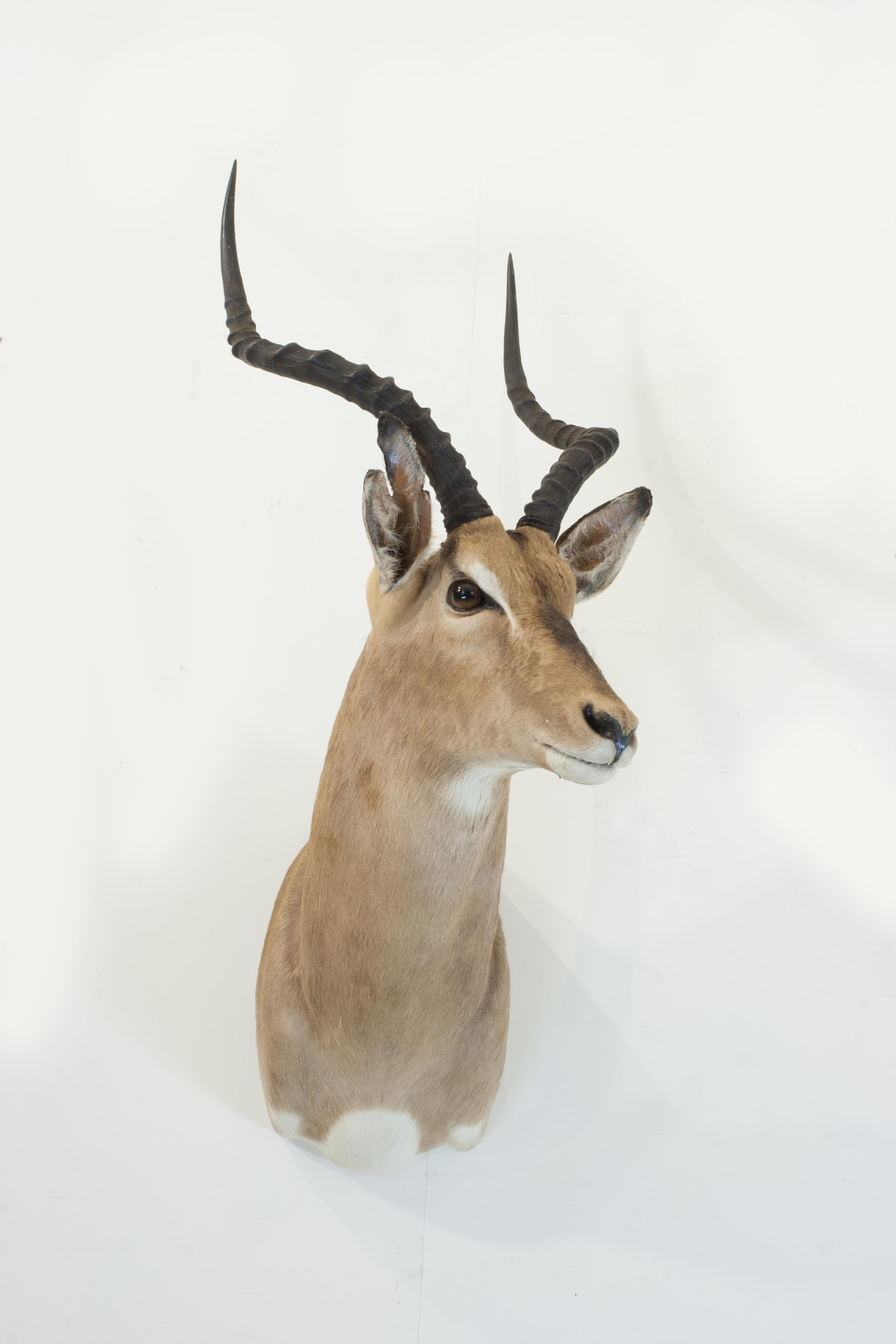 Big Game Taxidermy, Impala Shoulder Mount.
This prepared game trophy shoulder mount is of an Impala, it may not be antique but it is an impressive piece of taxidermy. The African Impala Antelope (Aepyceros melampus) is posed looking to the viewers