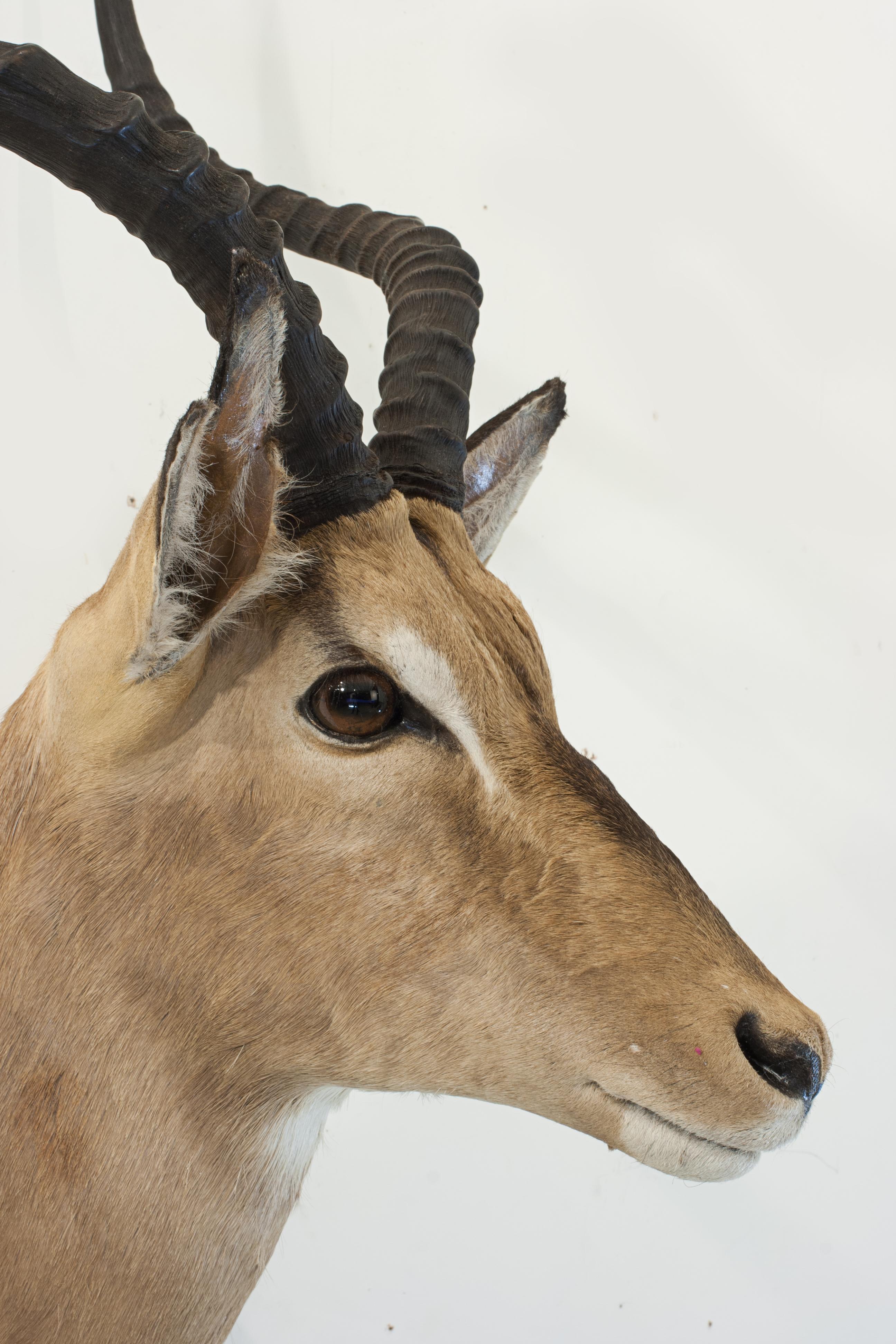 Sporting Art Taxidermy Impala Shoulder Mount For Sale
