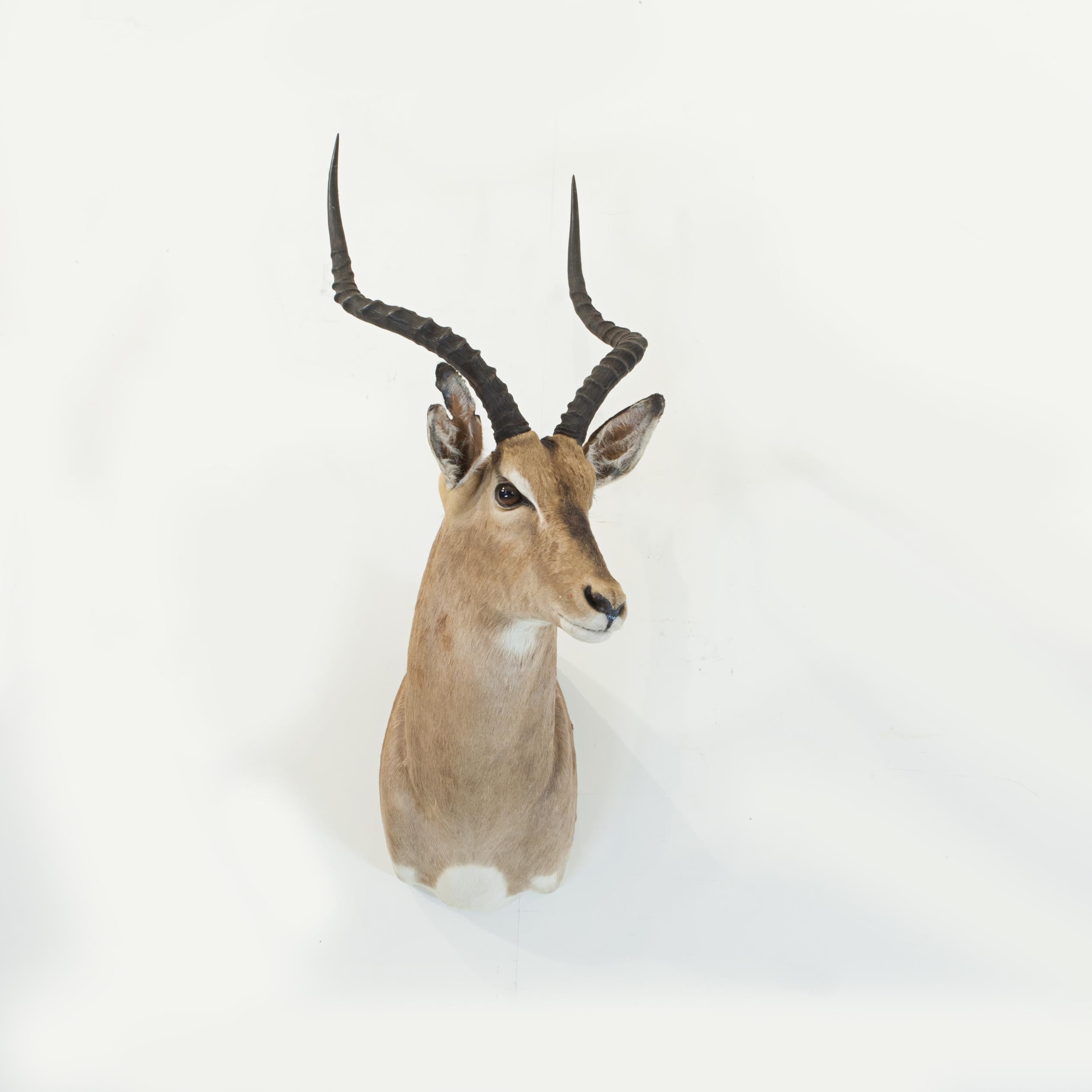 Late 20th Century Taxidermy Impala Shoulder Mount For Sale
