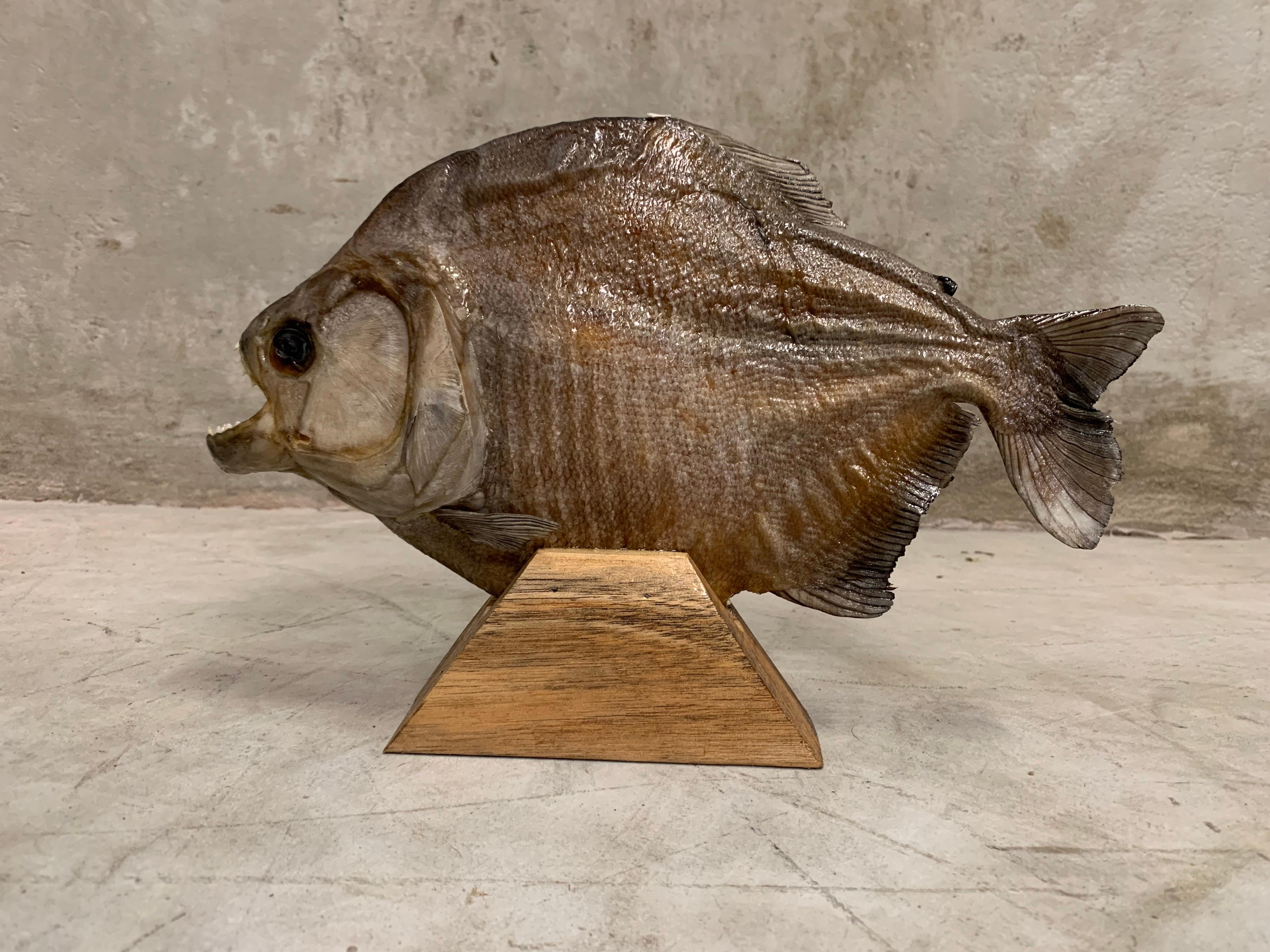 Taxidermy, Large Piranha on Wooden Stand, Piranha 3d In Good Condition In Hoogeveen, NL