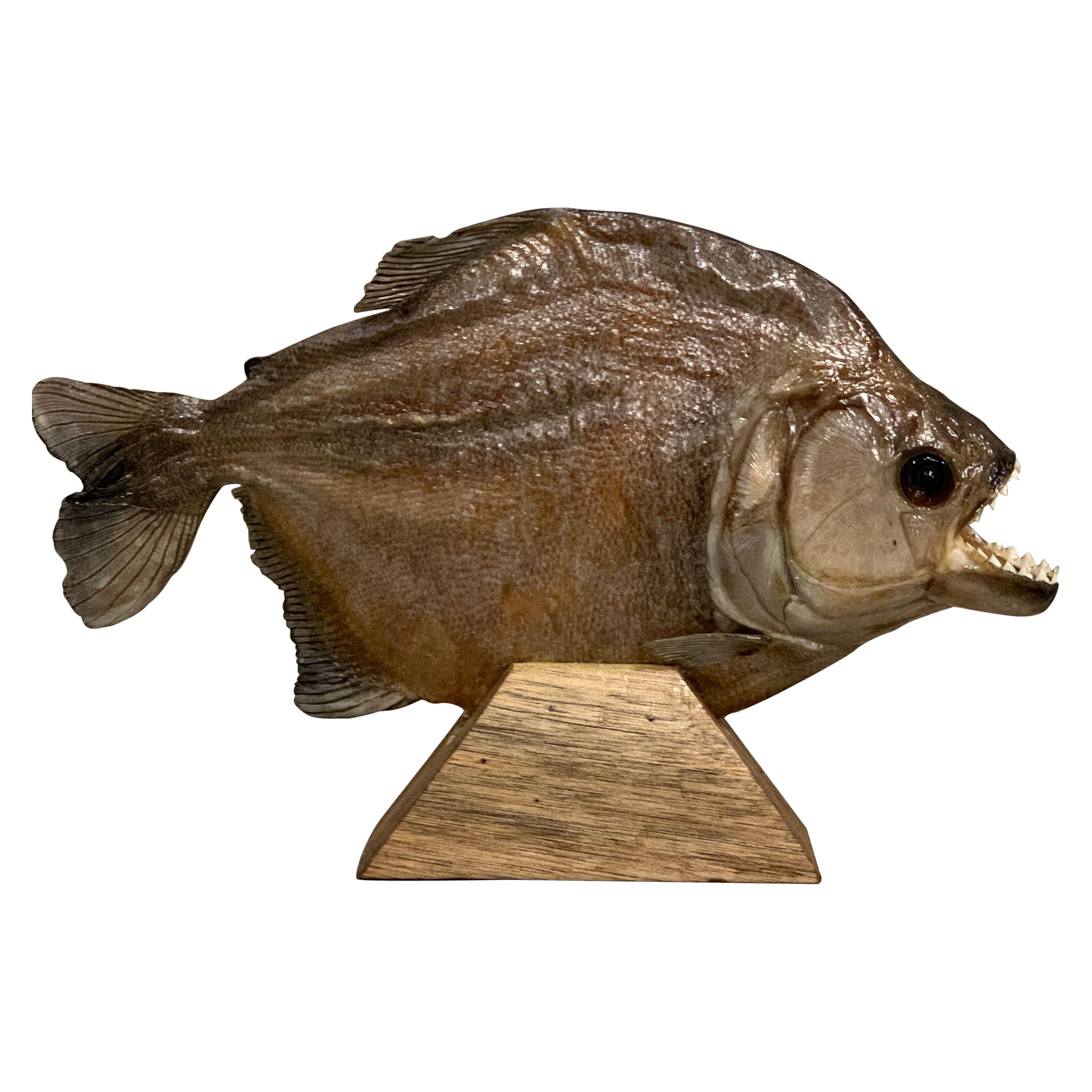 Taxidermy, Large Piranha on Wooden Stand, Piranha 3d