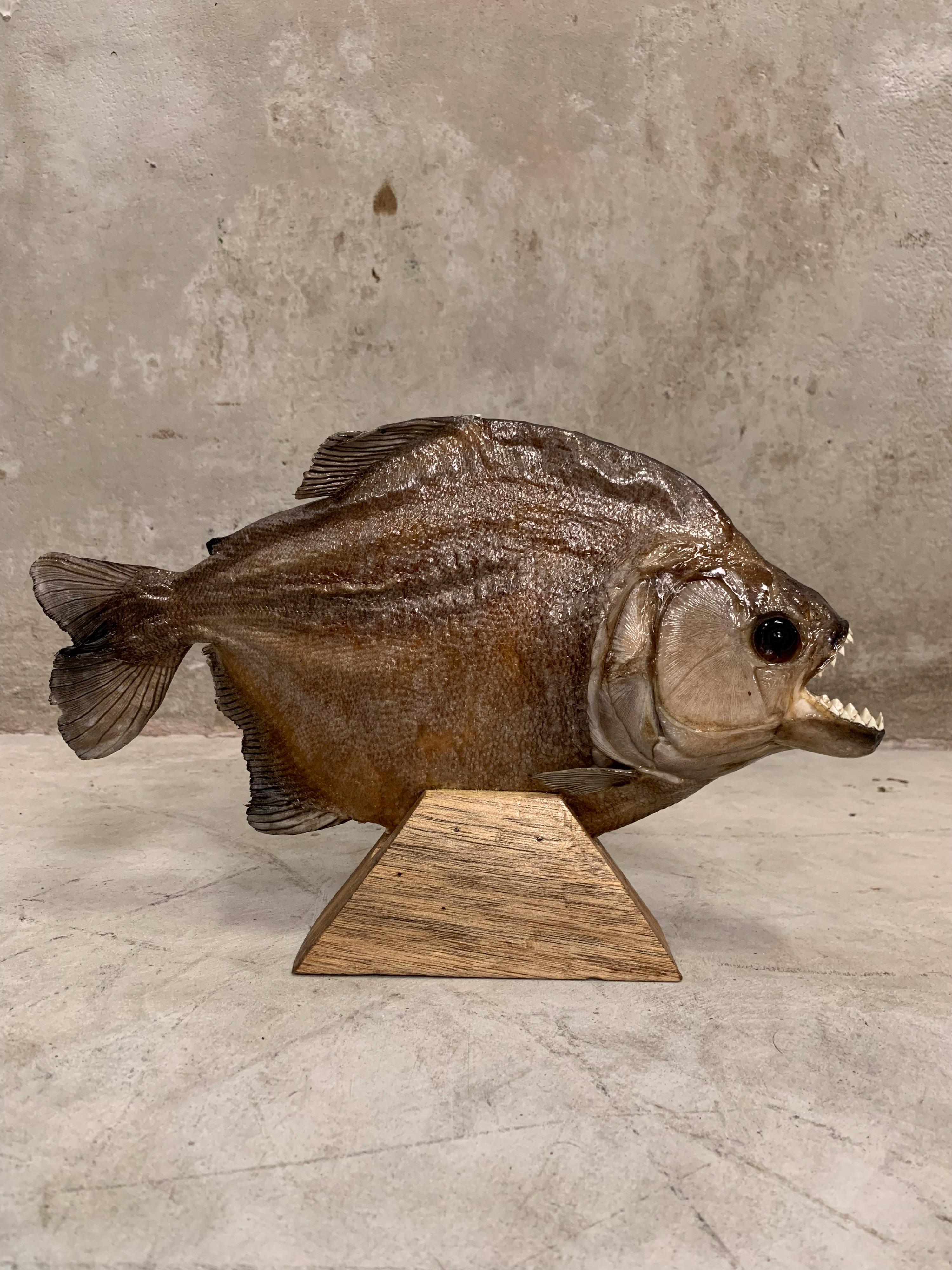 Beautifully prepared large Piranha on a hardwood stand. The details are stunning, especially the mouth with a full set of razorsharp teeth. The fish itself is 31.5 cm long! Was caught in Brazil.