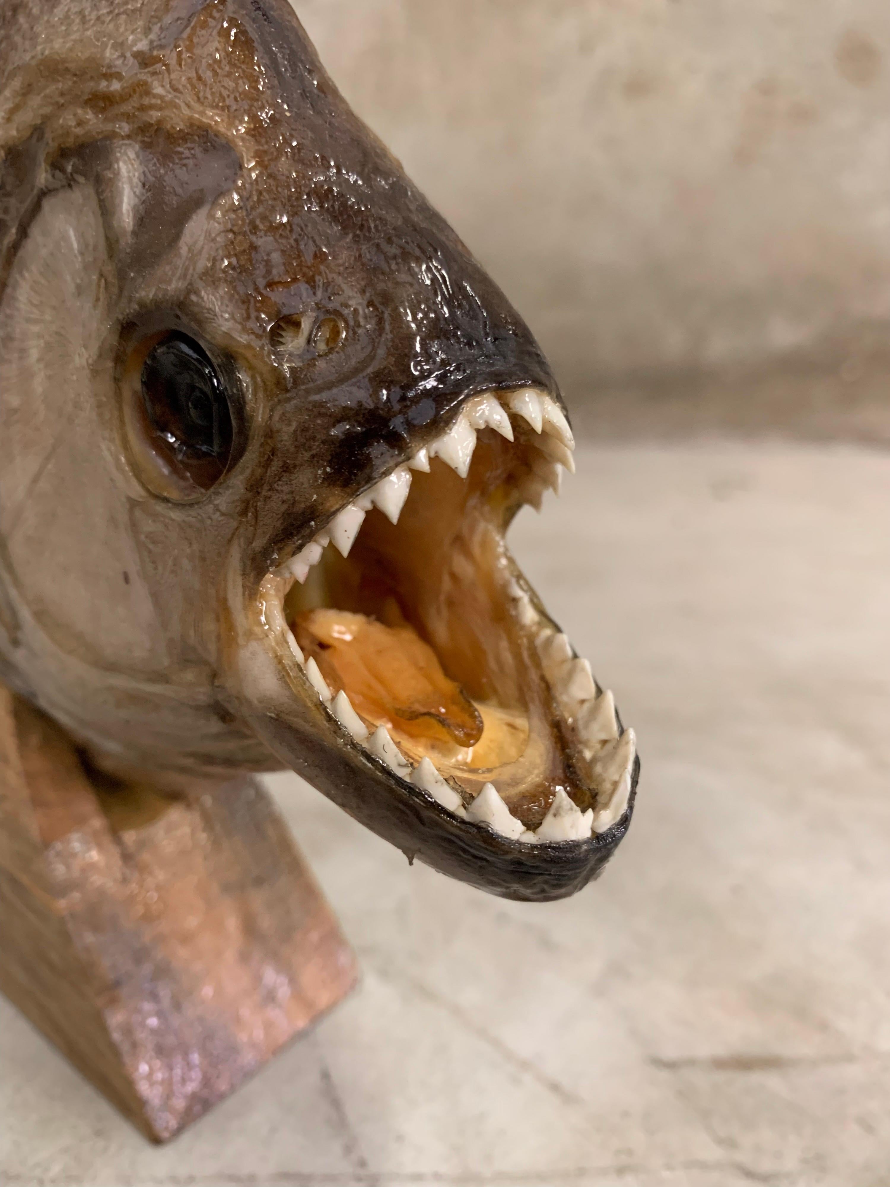 Other Taxidermy, Large Piranha on Wooden Stand, Piranha