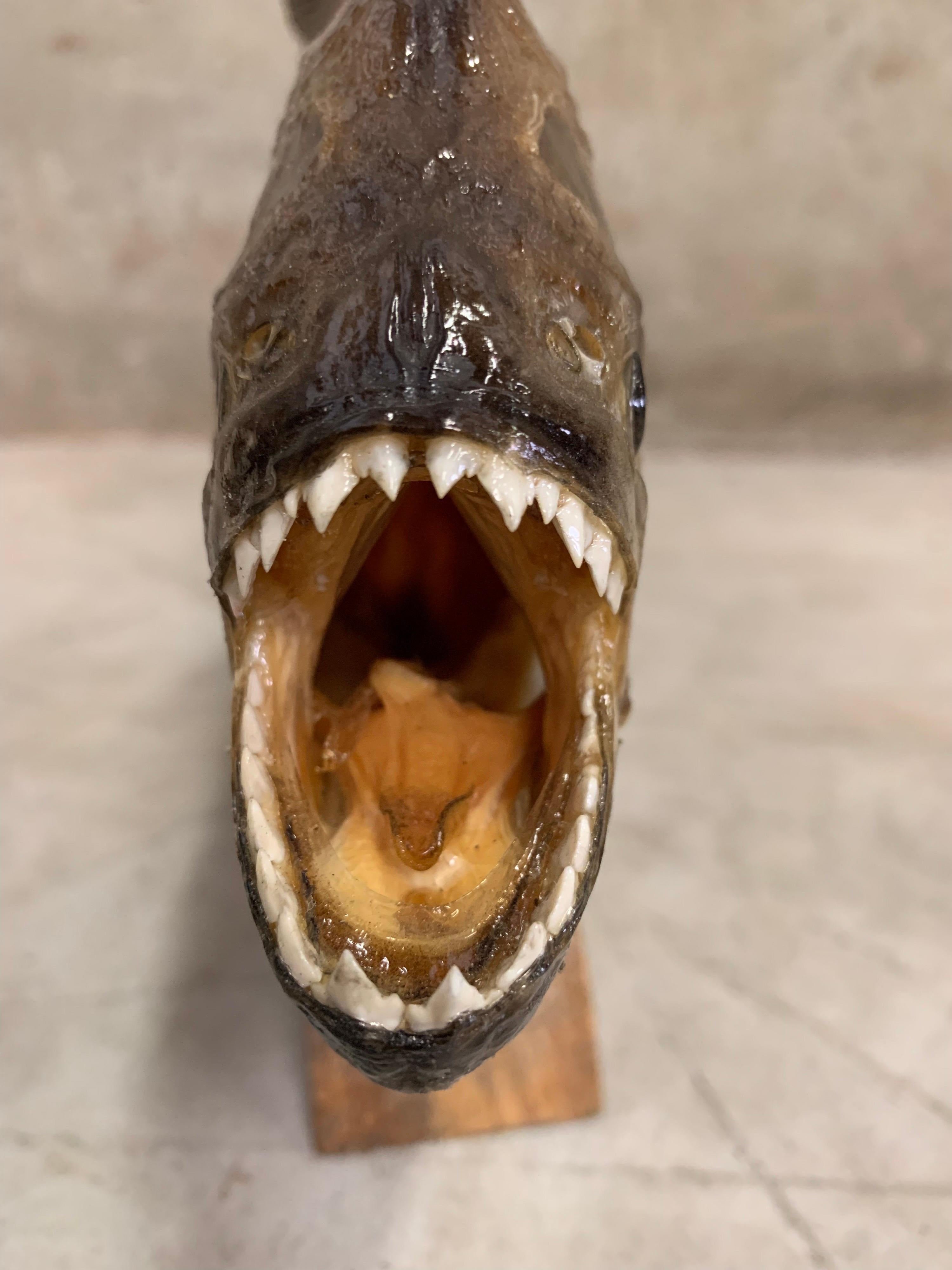 Taxidermy, Large Piranha on Wooden Stand, Piranha In Good Condition In Hoogeveen, NL
