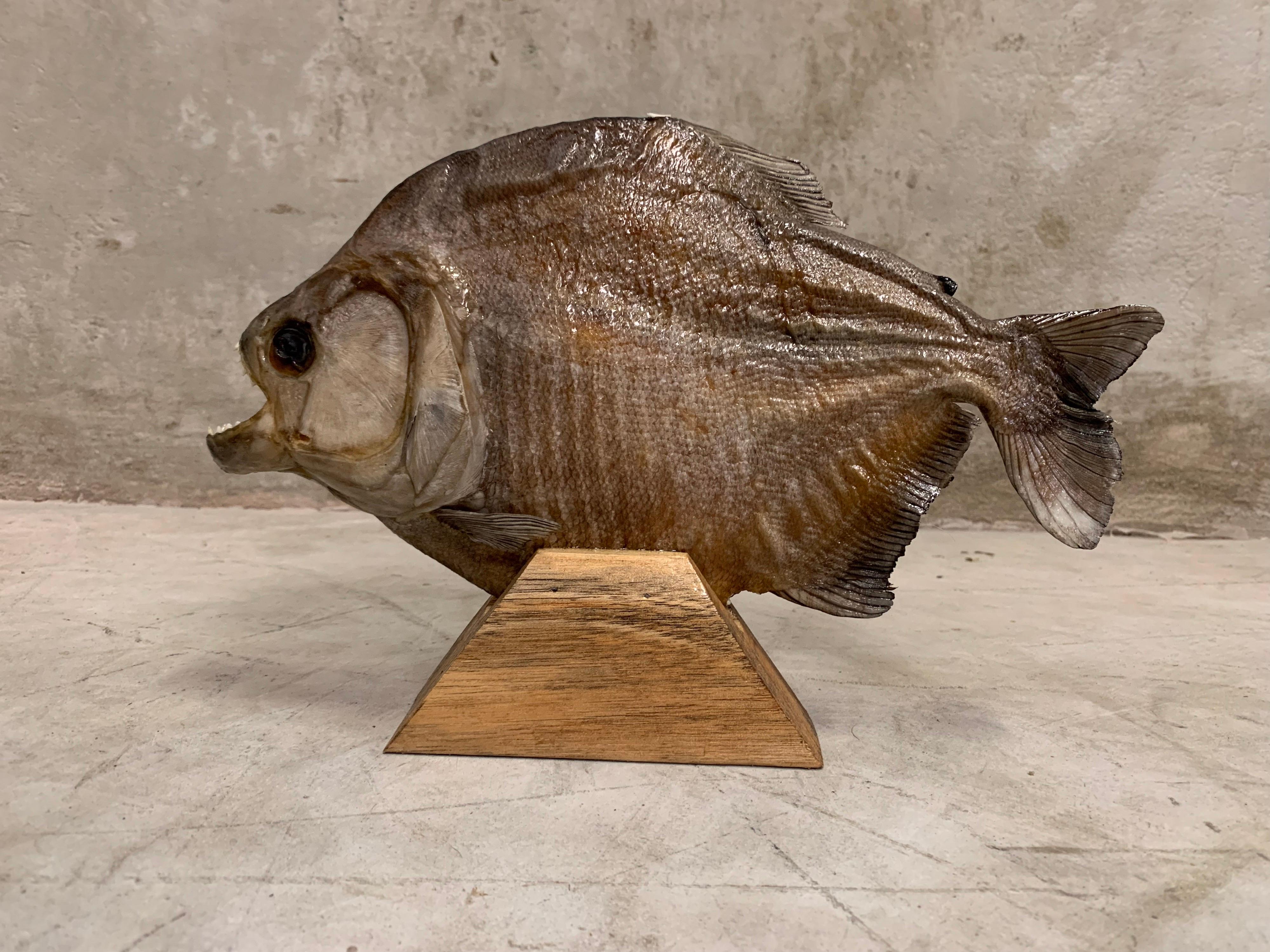 Contemporary Taxidermy, Large Piranha on Wooden Stand, Piranha
