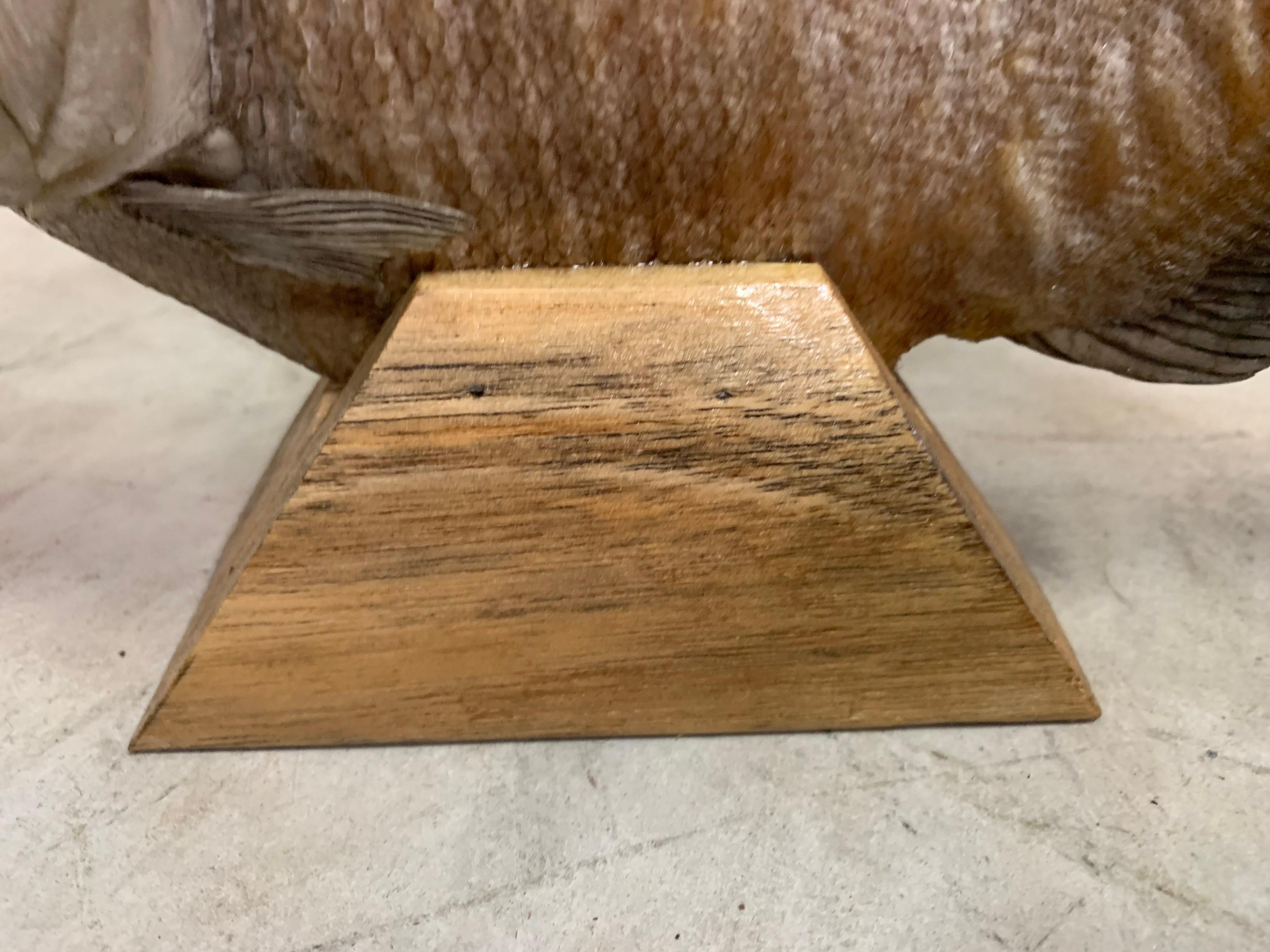 Taxidermy, Large Piranha on Wooden Stand, Piranha 3