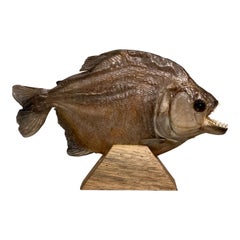 Taxidermie, grand Piranha sur socle en bois, Piranha