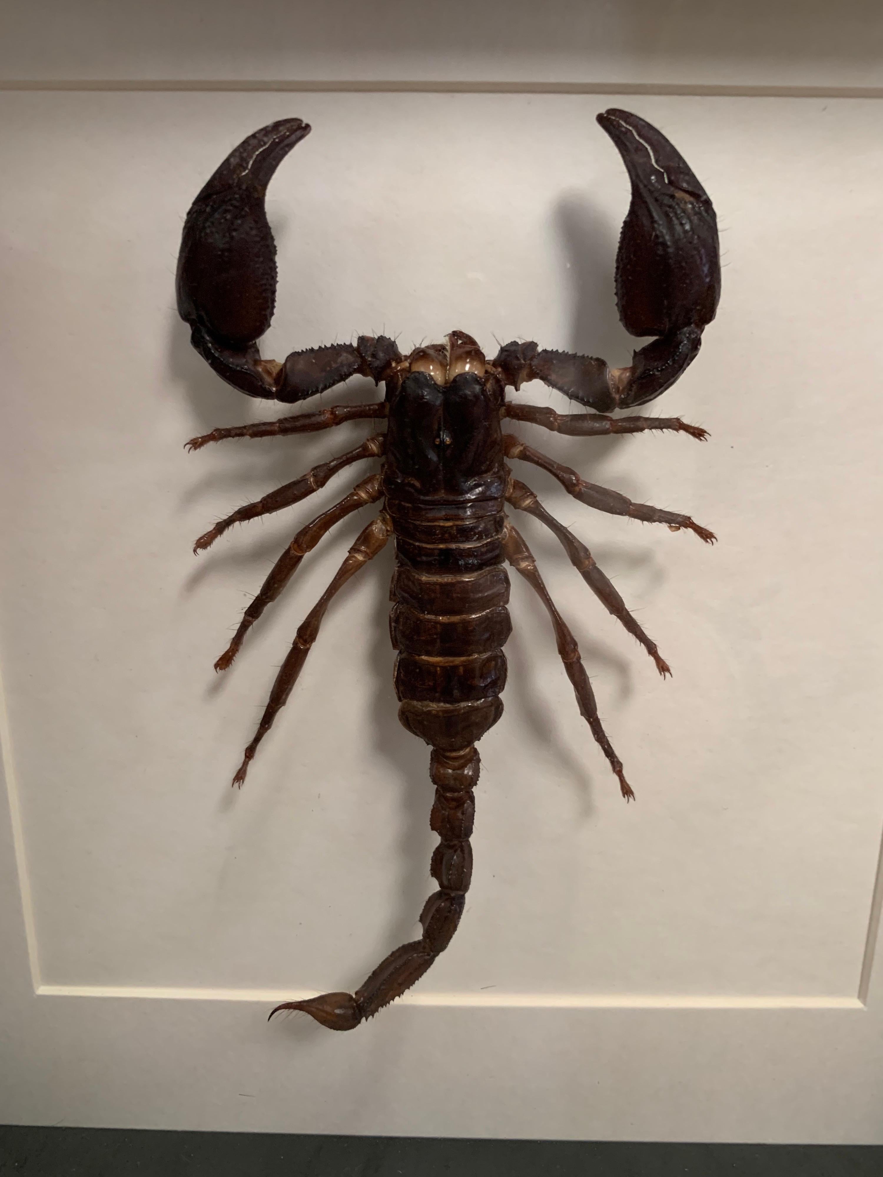 Very nice piece this large black / brown scorpion, which has been skilfully prepared. The details are absolutely stunning. The glass and wood case can be hanged or placed like a picture stand. Non Cites species.

The case is 25 cm x 25 cm x 4.5 cm.