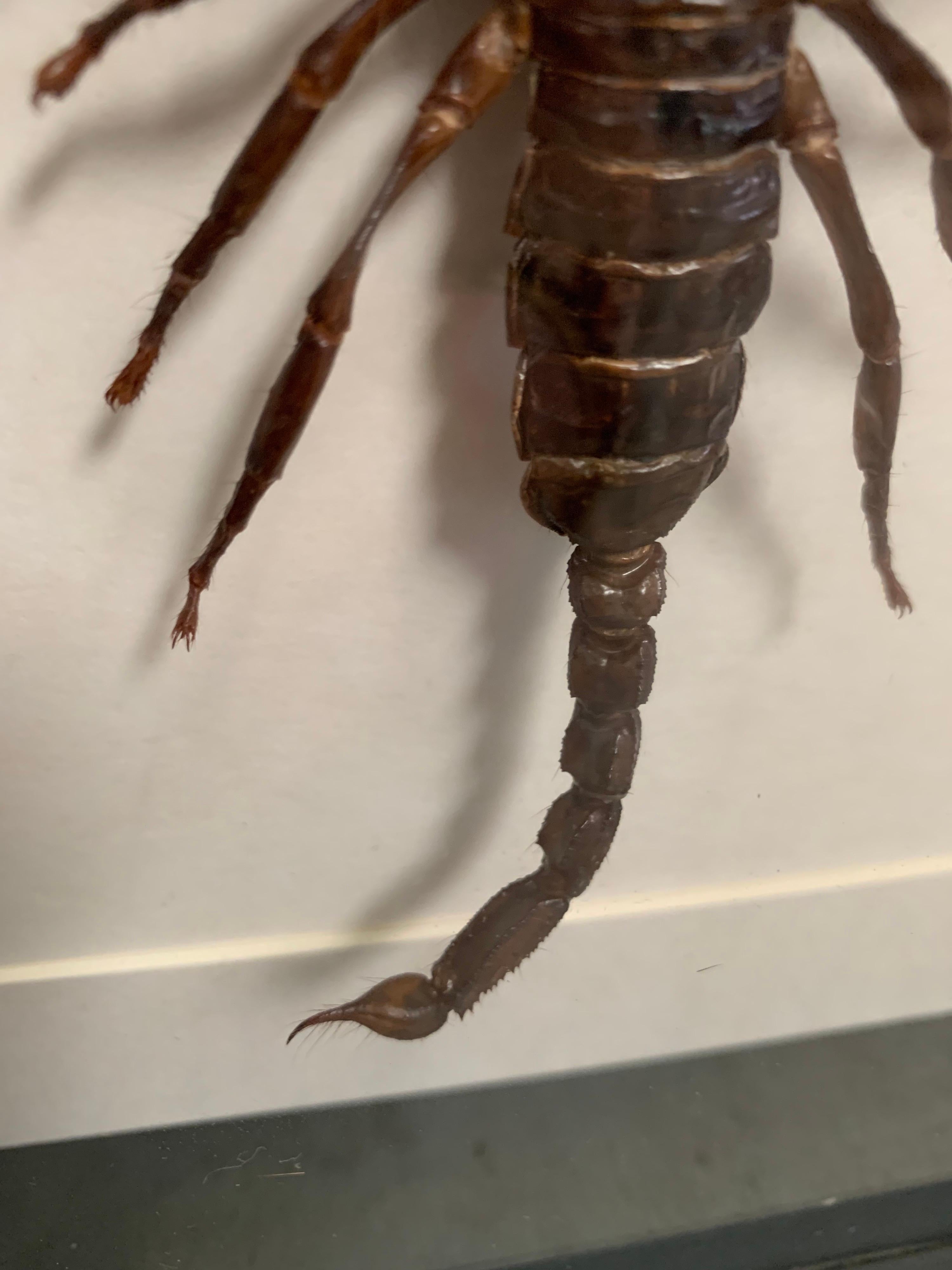 scorpion taxidermy