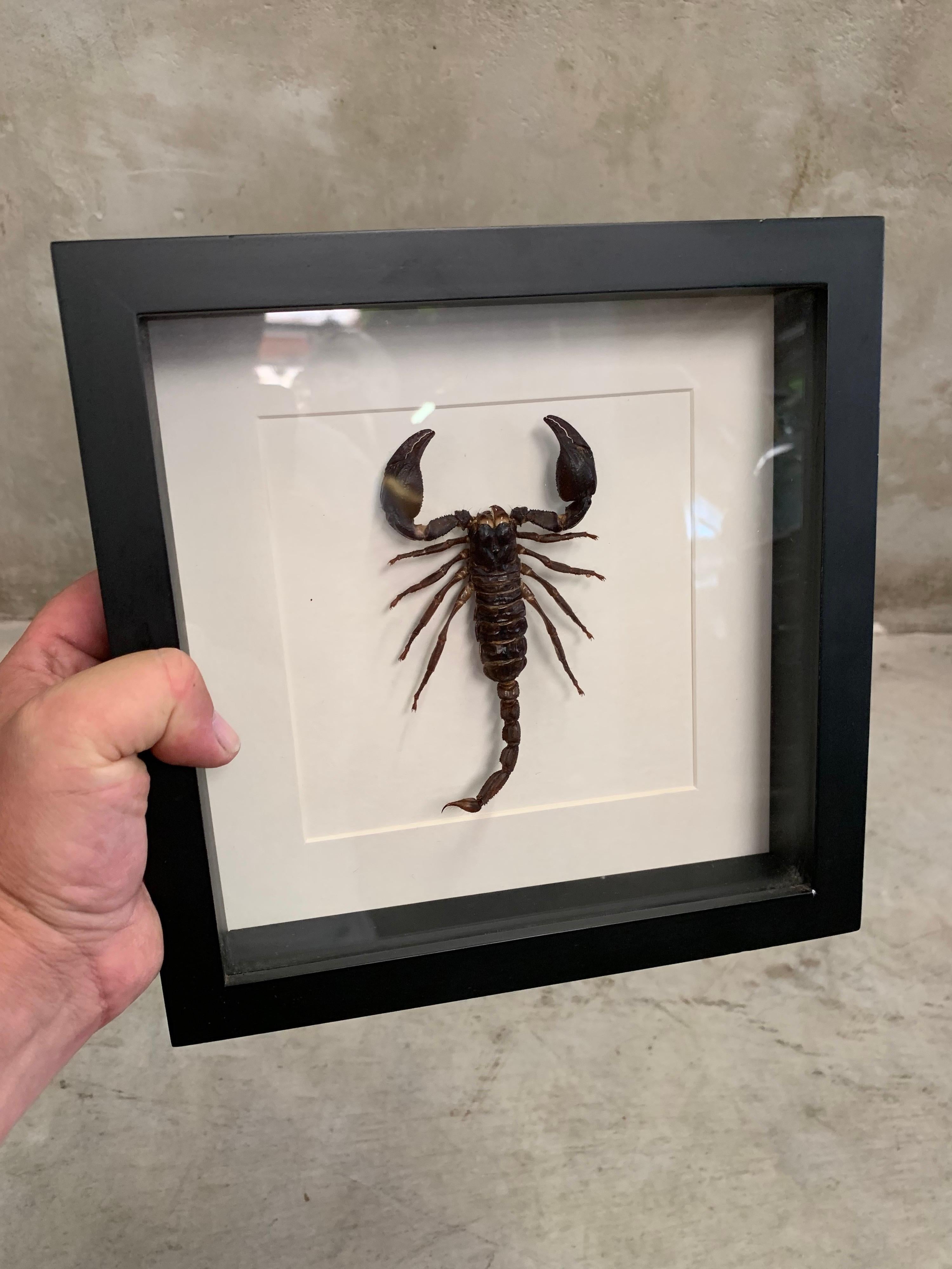 Other Taxidermy, Large Scorpion in Display Case, Picture Frame