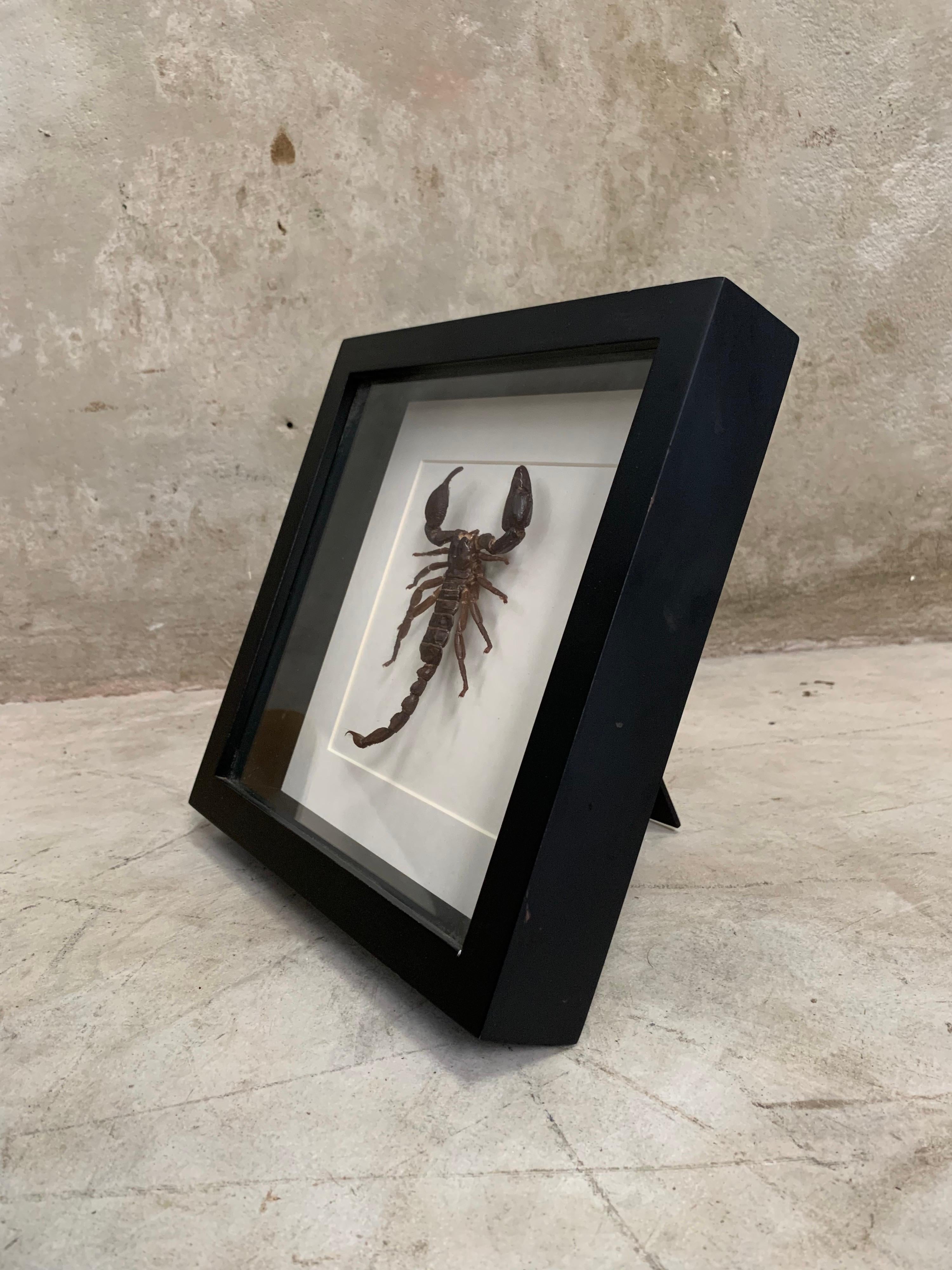 Taxidermy, Large Scorpion in Display Case, Picture Frame In New Condition In Hoogeveen, NL