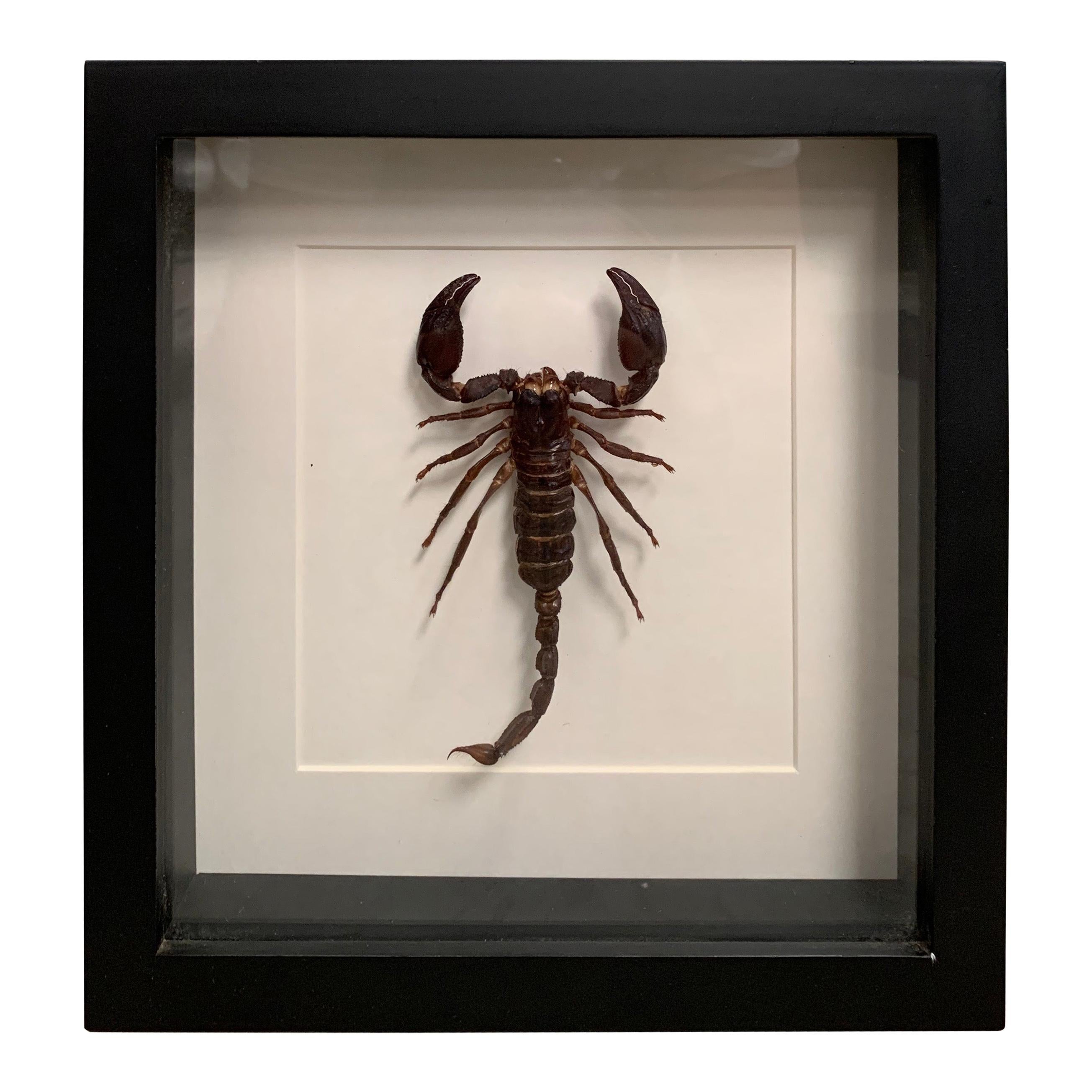 Taxidermy, Large Scorpion in Display Case, Picture Frame