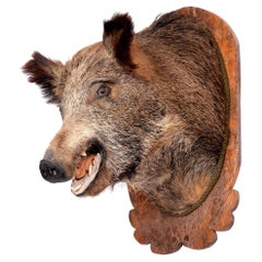 Taxidermy Large Wild Boar's Head (Sus Scrofa) on Carved Wood Mount