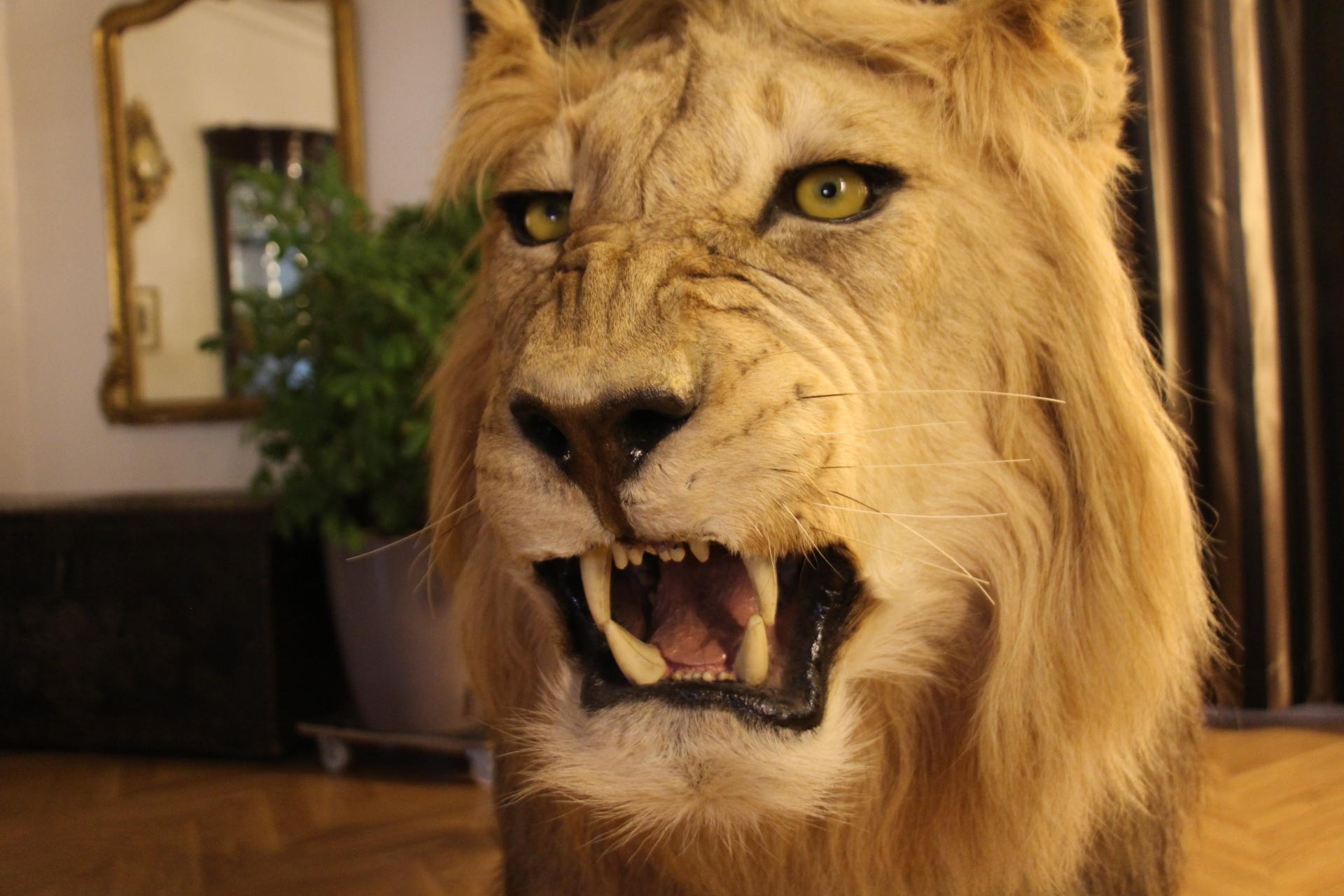 Taxidermie de lion, montage du corps entier 1