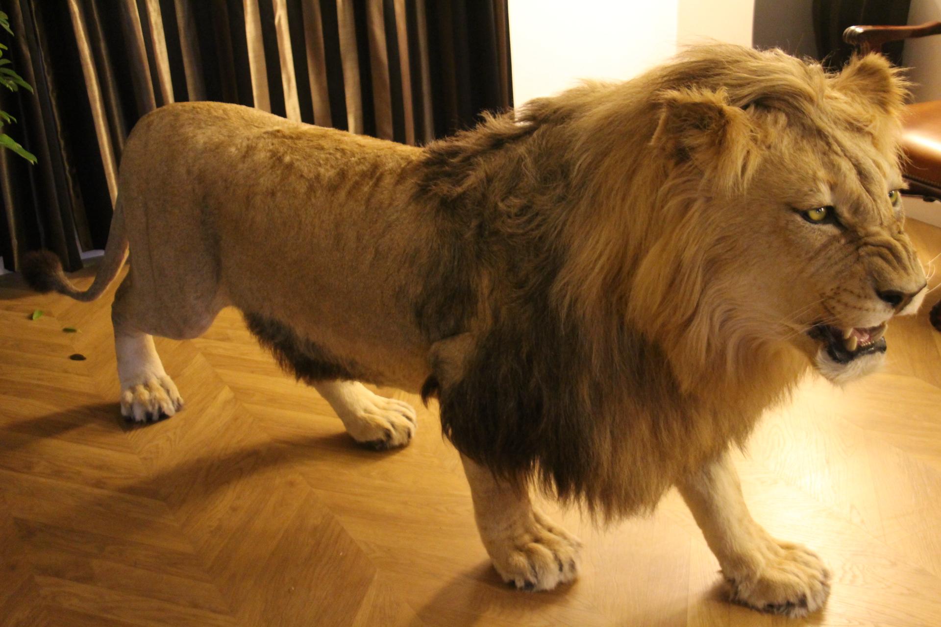Taxidermie-Löwen, vollständig montiert im Angebot 8