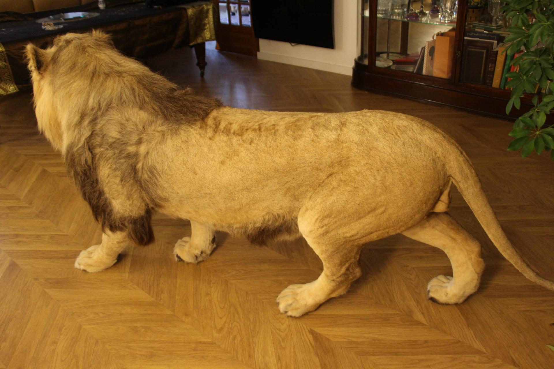 Taxidermy Lion, Full Body Mount For Sale 6