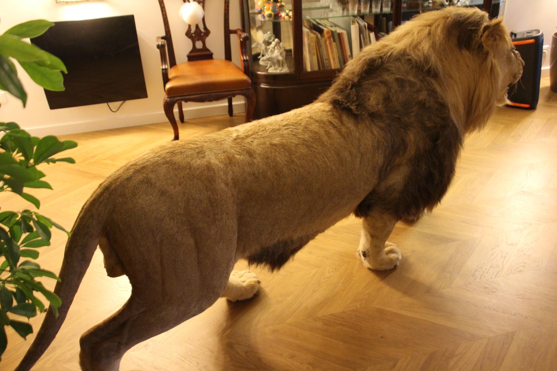 Taxidermy Lion, Full Body Mount For Sale 7