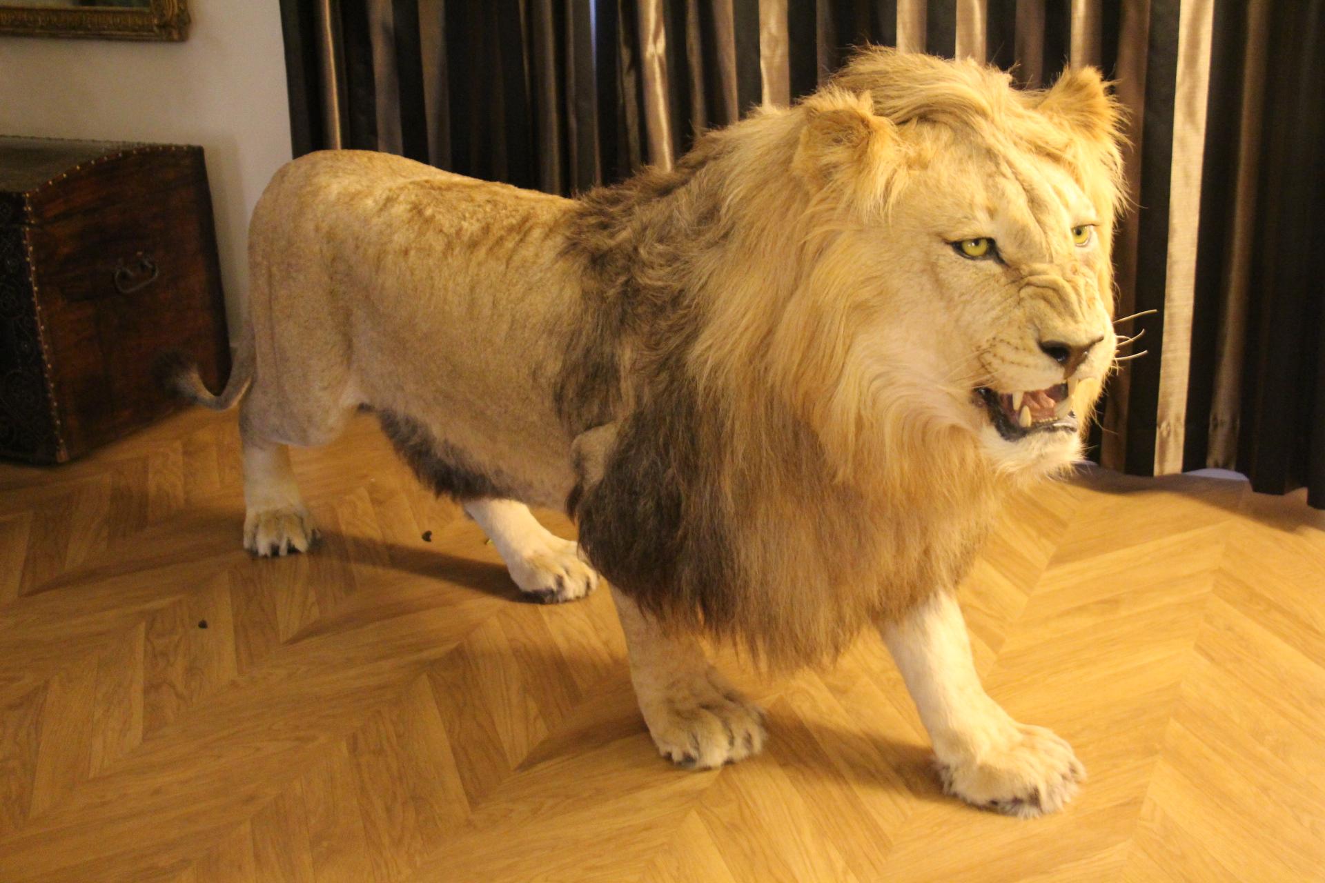 Taxidermie de lion, montage du corps entier en vente 11