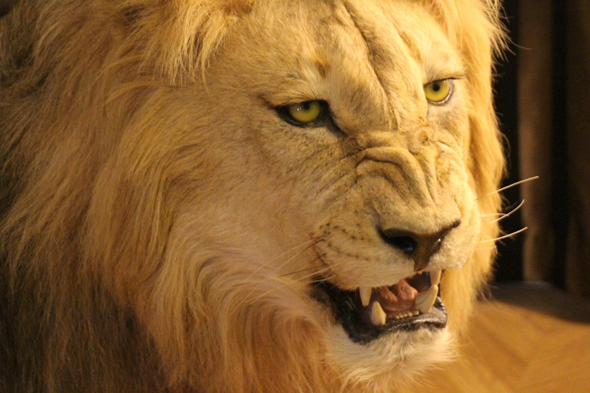 Taxidermie de lion, montage du corps entier 9