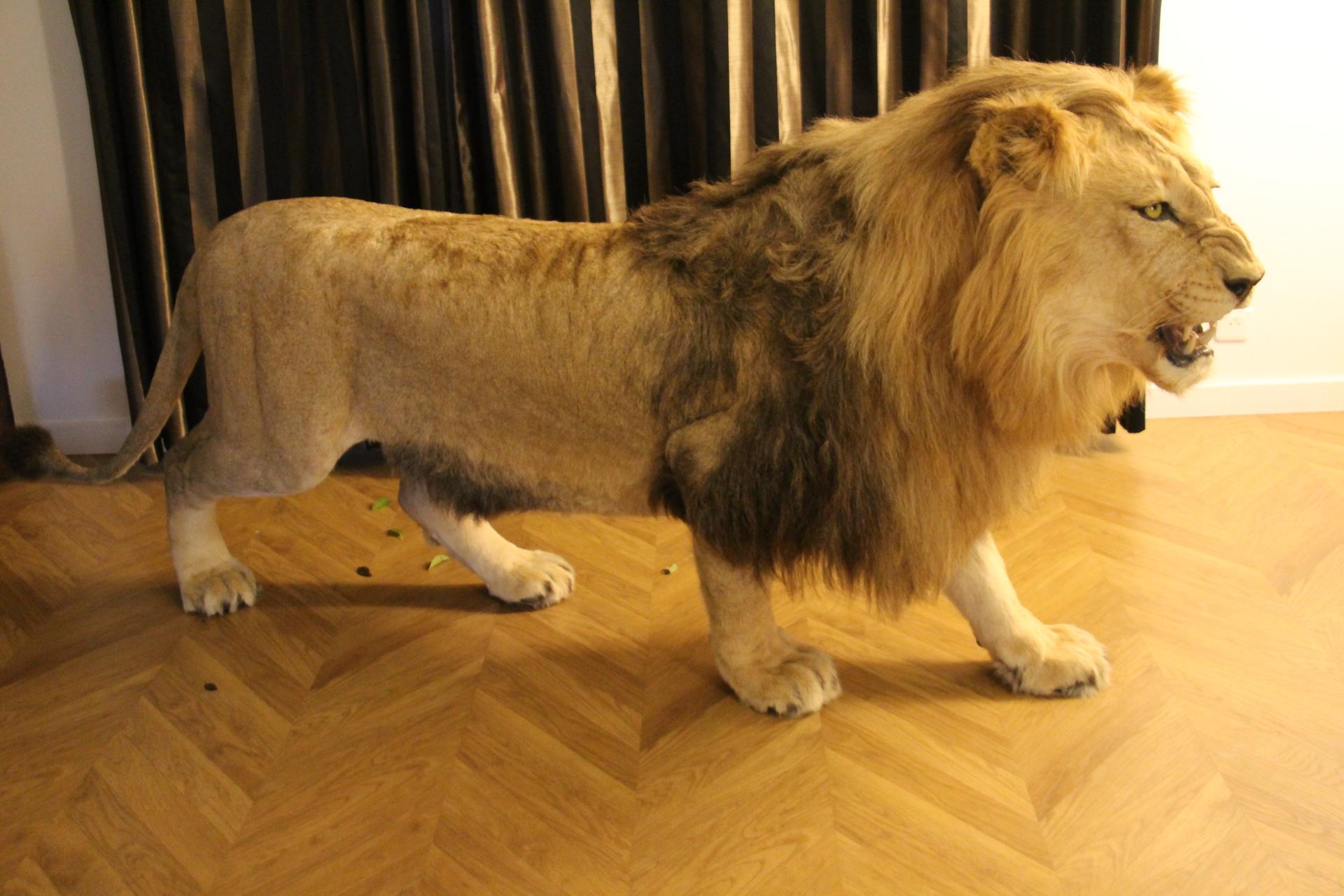 Taxidermy Lion, Full Body Mount For Sale 10