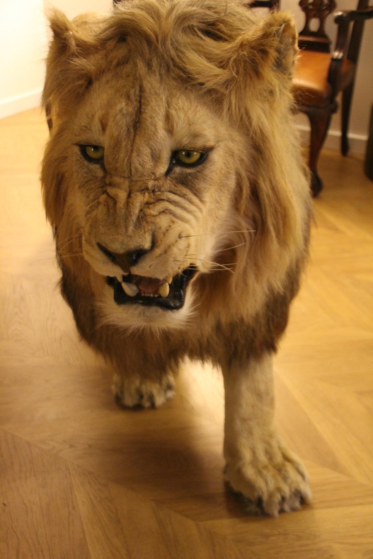 Dies ist eine hervorragende frühe 21. Jahrhundert Taxidermie eines afrikanischen Löwen, komplett mit allen relevanten Papieren. Der Löwe steht in einer schönen Jagdpose und hat eine beeindruckende Höhe von 105 cm und eine Länge von 246 cm. Es ist