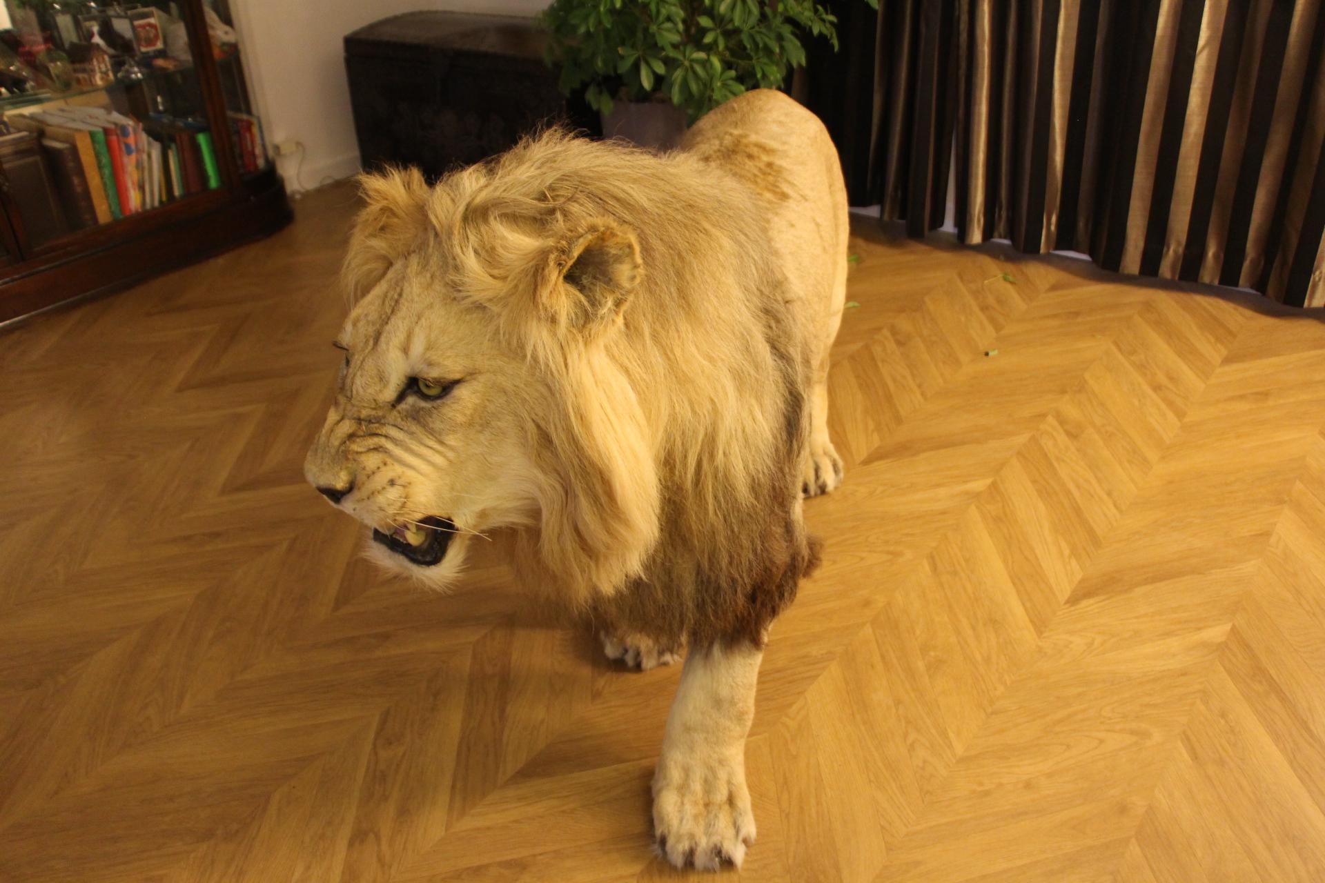 Taxidermy Lion, Full Body Mount For Sale 11