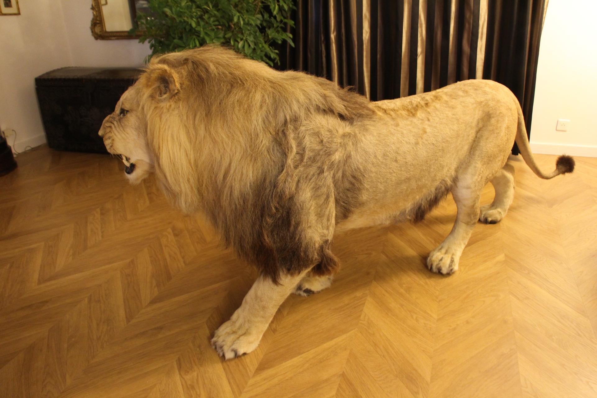 Sud-africain Taxidermie de lion, montage du corps entier en vente