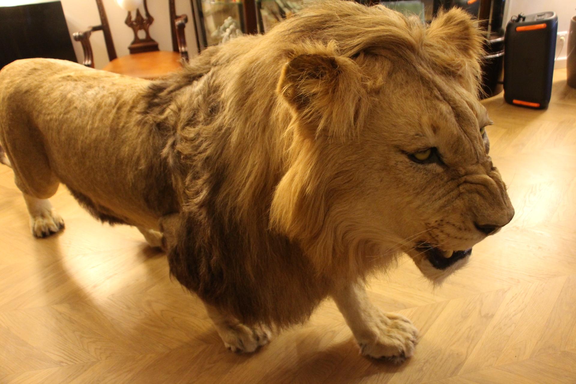 Taxidermy Lion, Full Body Mount In Excellent Condition For Sale In Saint-Ouen, FR