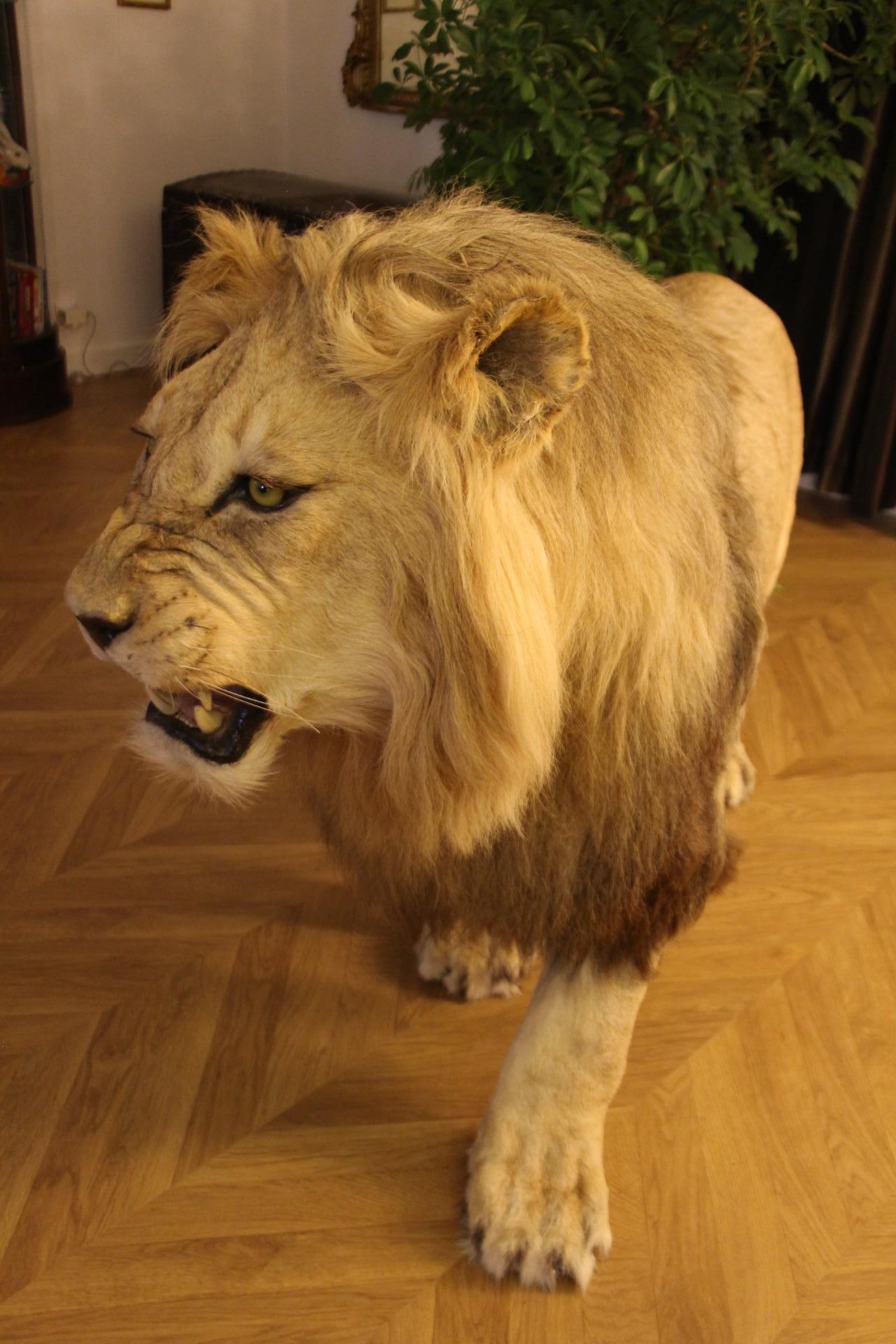 Contemporary Taxidermy Lion, Full Body Mount For Sale