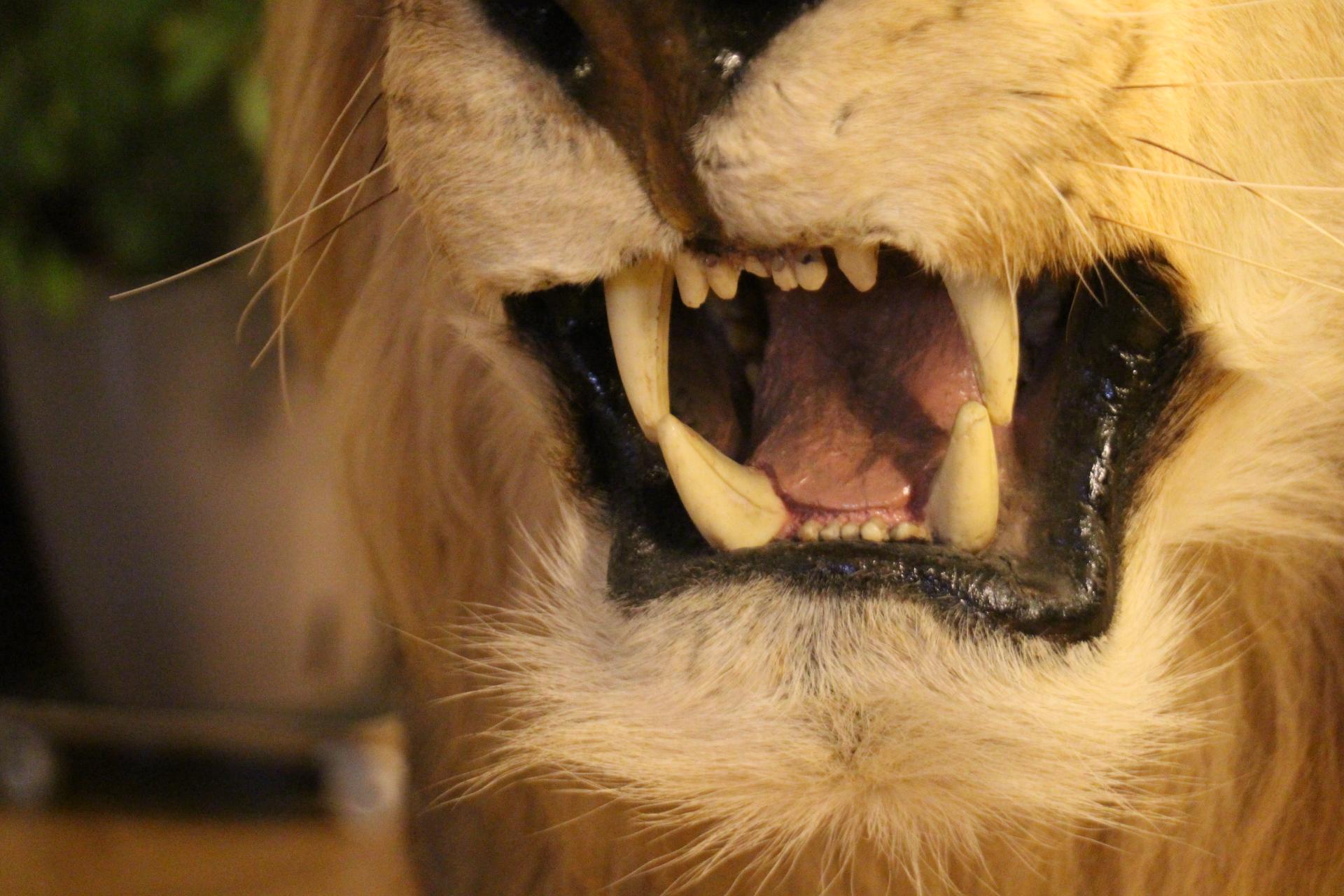 Animal Skin Taxidermy Lion, Full Body Mount For Sale