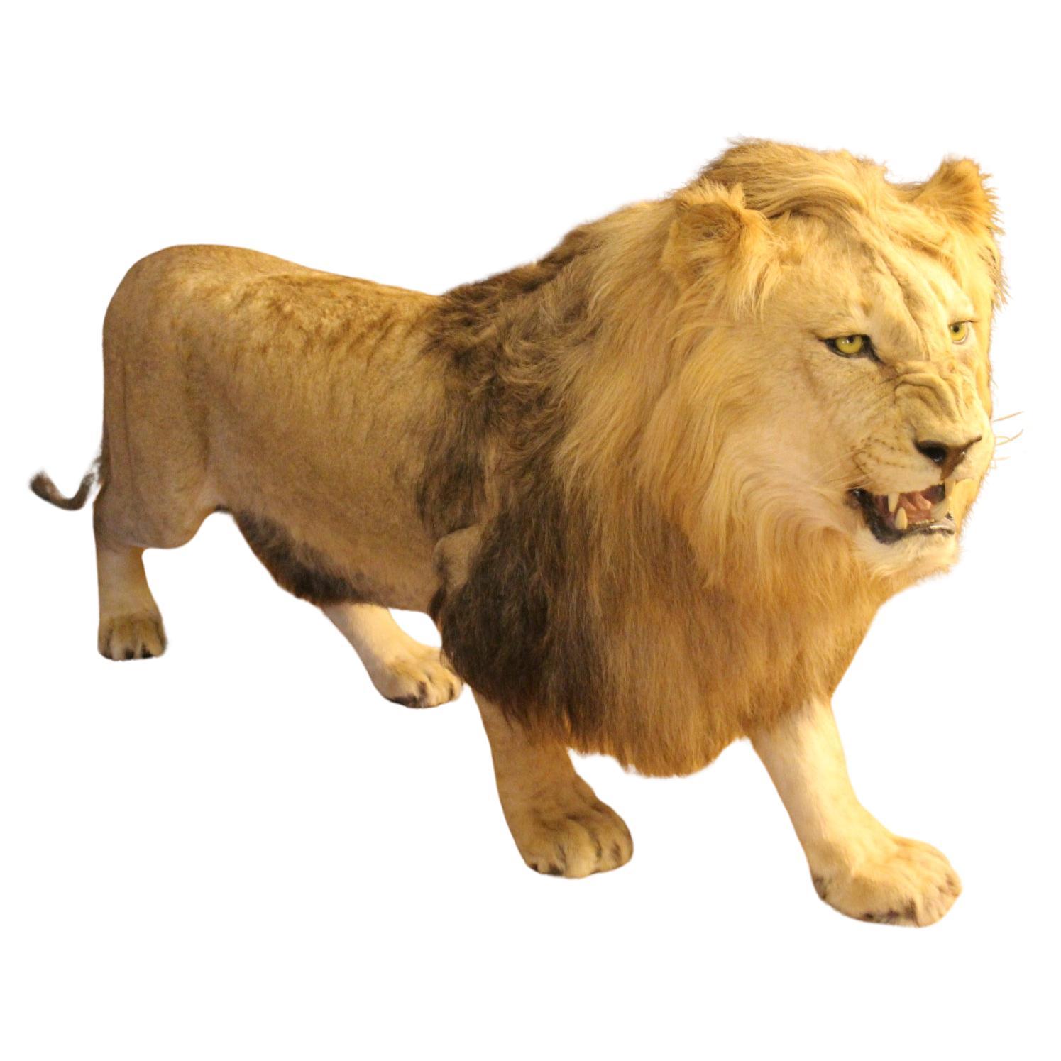 Taxidermie-Löwen, vollständig montiert