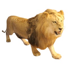 Taxidermie de lion, montage du corps entier