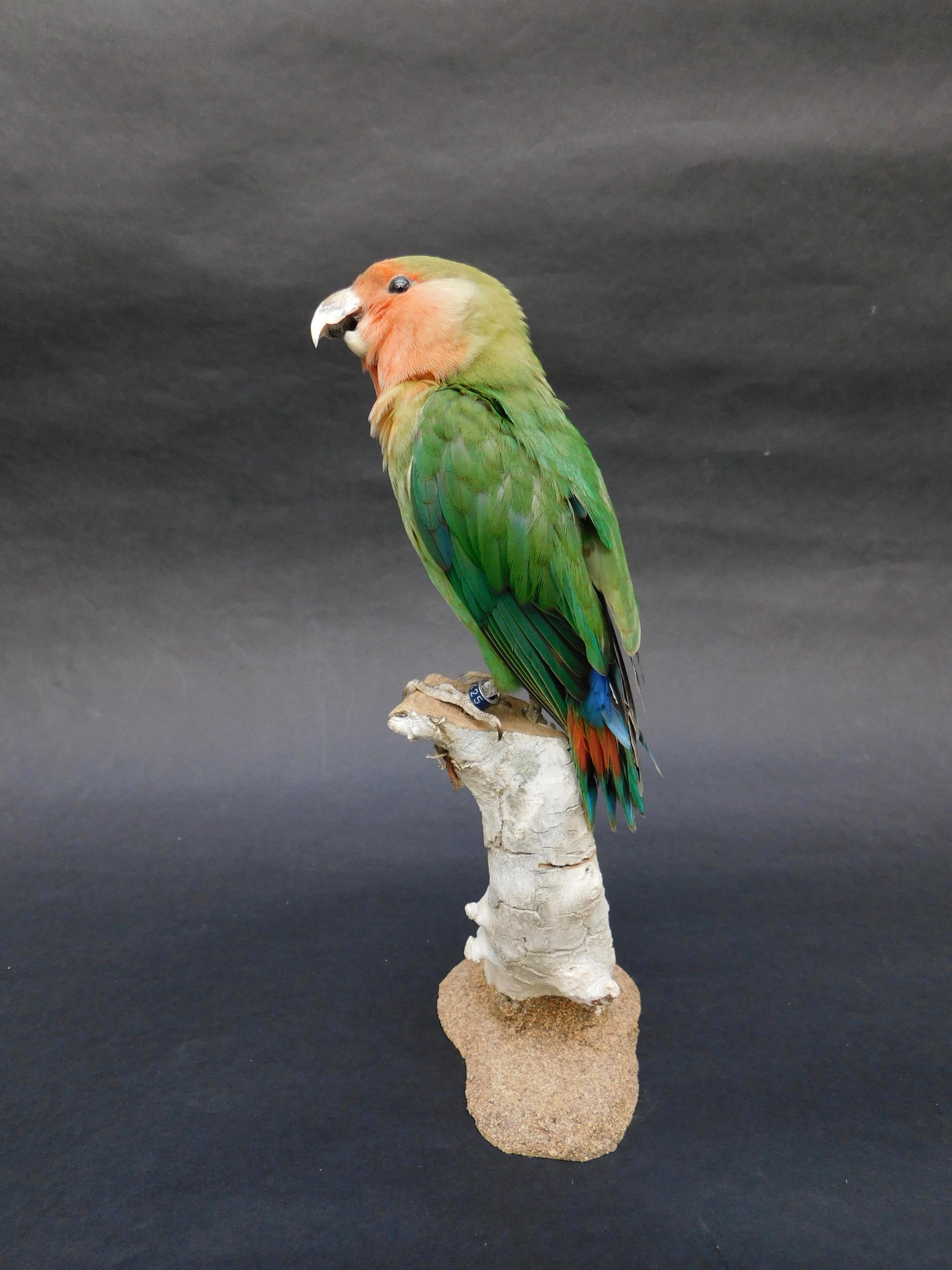 parrot taxidermy