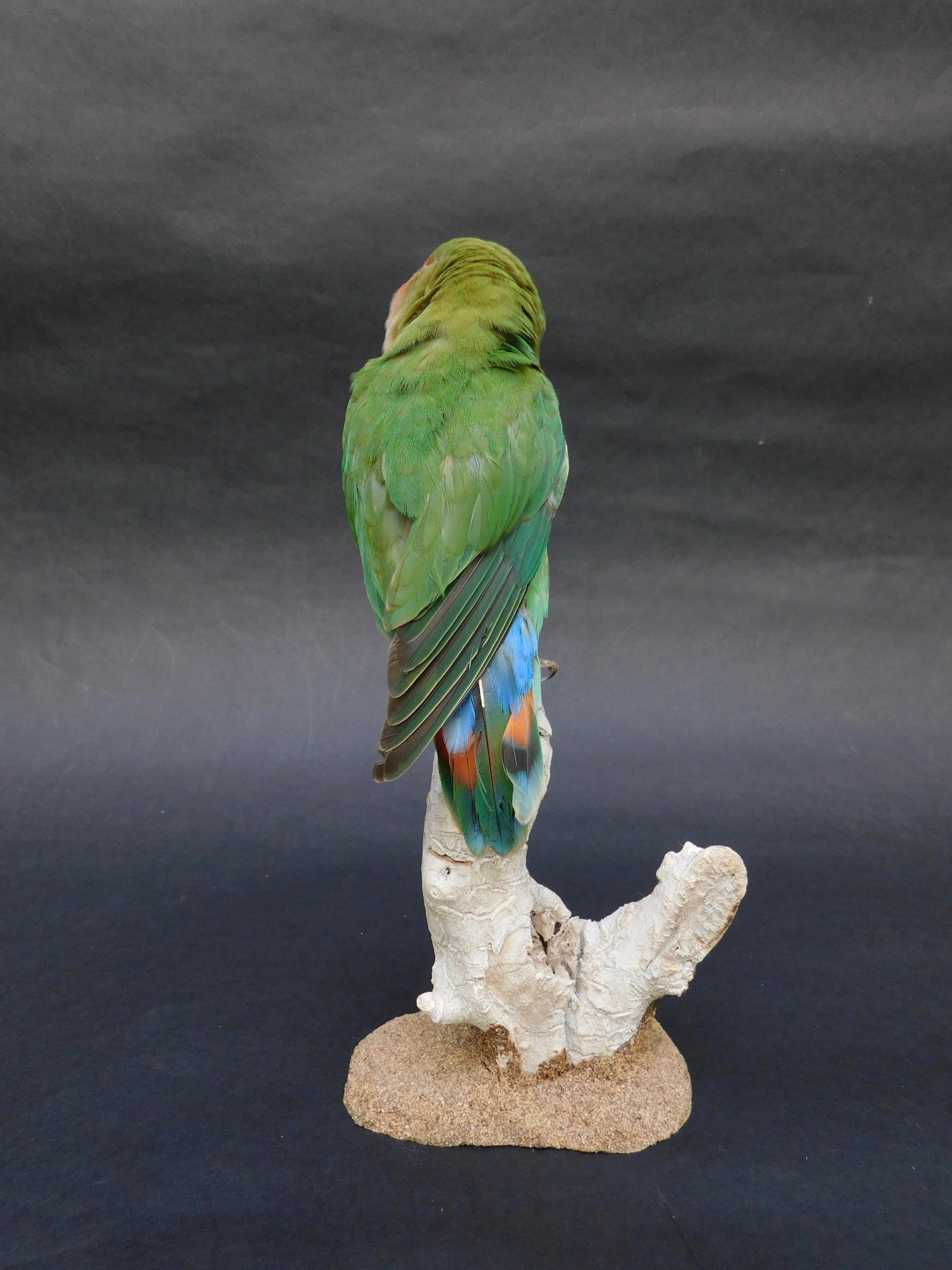 taxidermy parrot