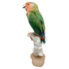 Taxidermy Love Bird Parrot on Stand