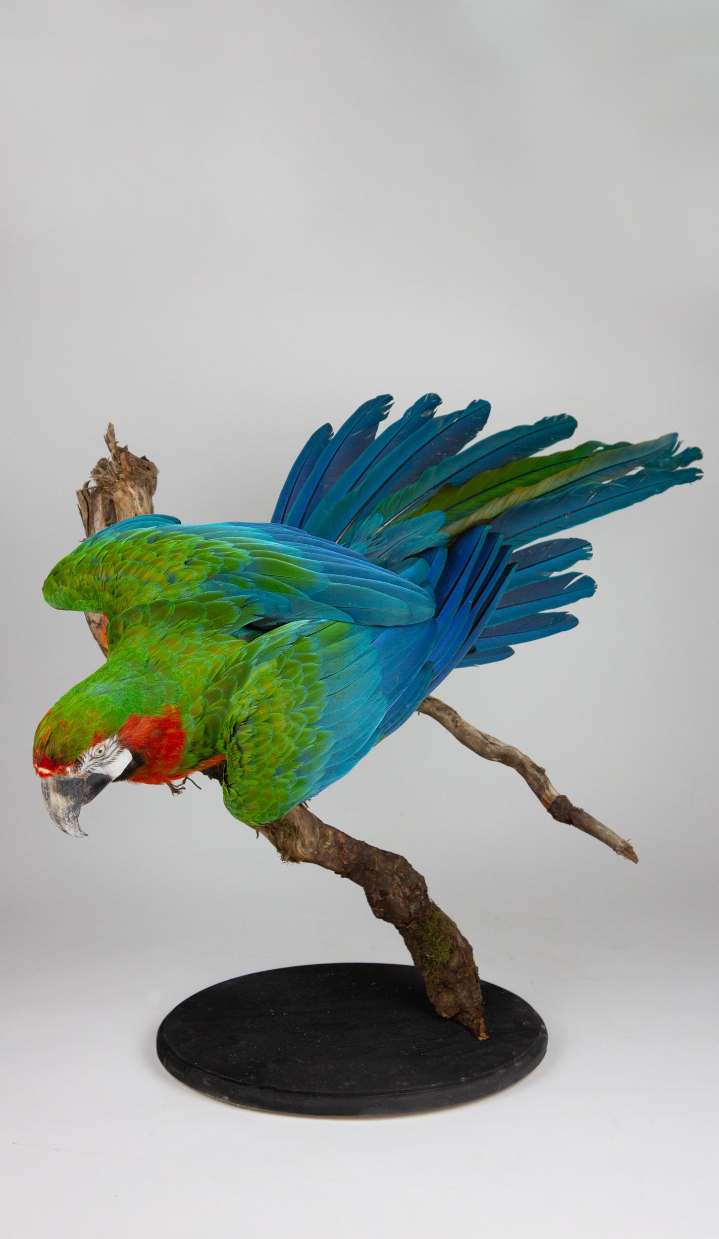 Taxidermied Catalina Macaw beautifully mounted on a wooden branch and black painted base would make a great addition to any library or collection. The Catalina Macaw is a vibrant cross between the blue-and-gold macaw and the scarlet macaw.