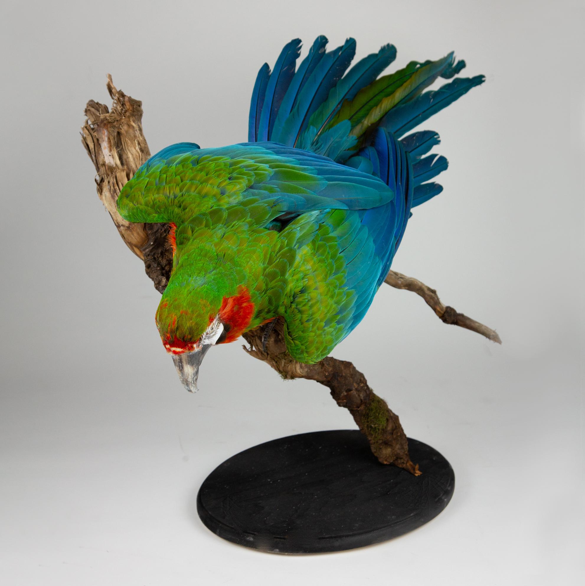 Victorian Taxidermy Macaw
