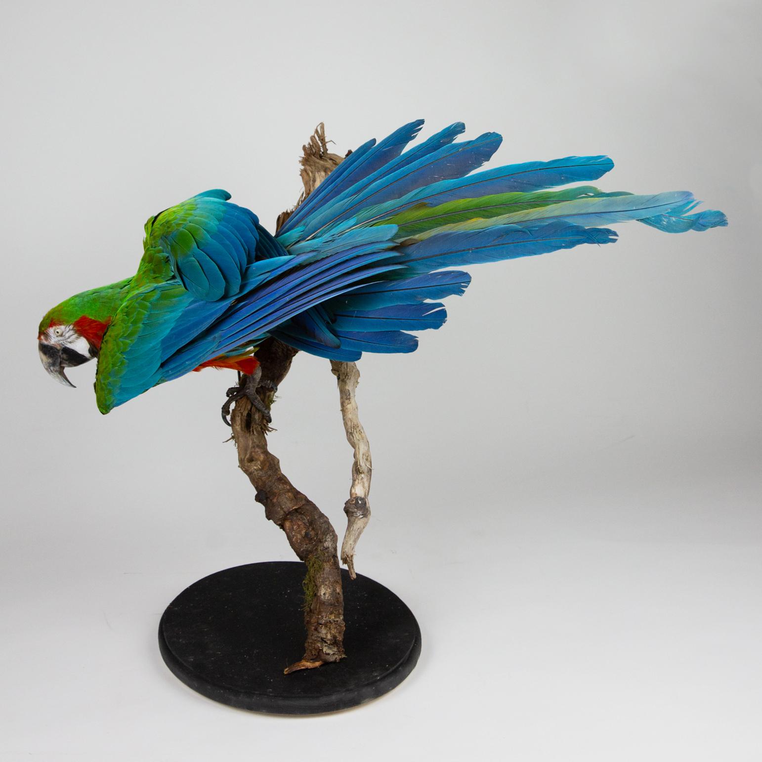 American Taxidermy Macaw