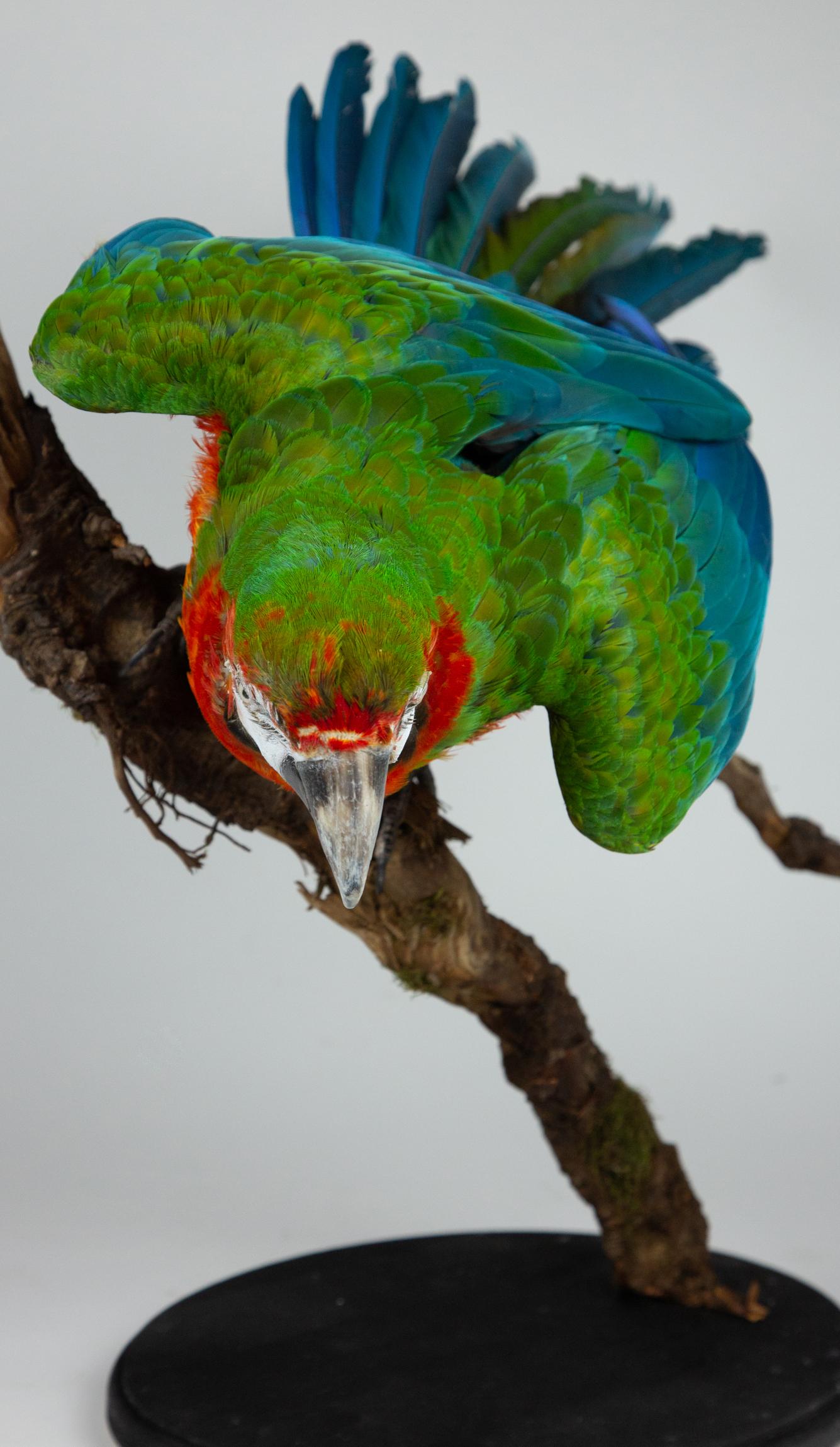 Taxidermy Macaw In Excellent Condition In New York, NY