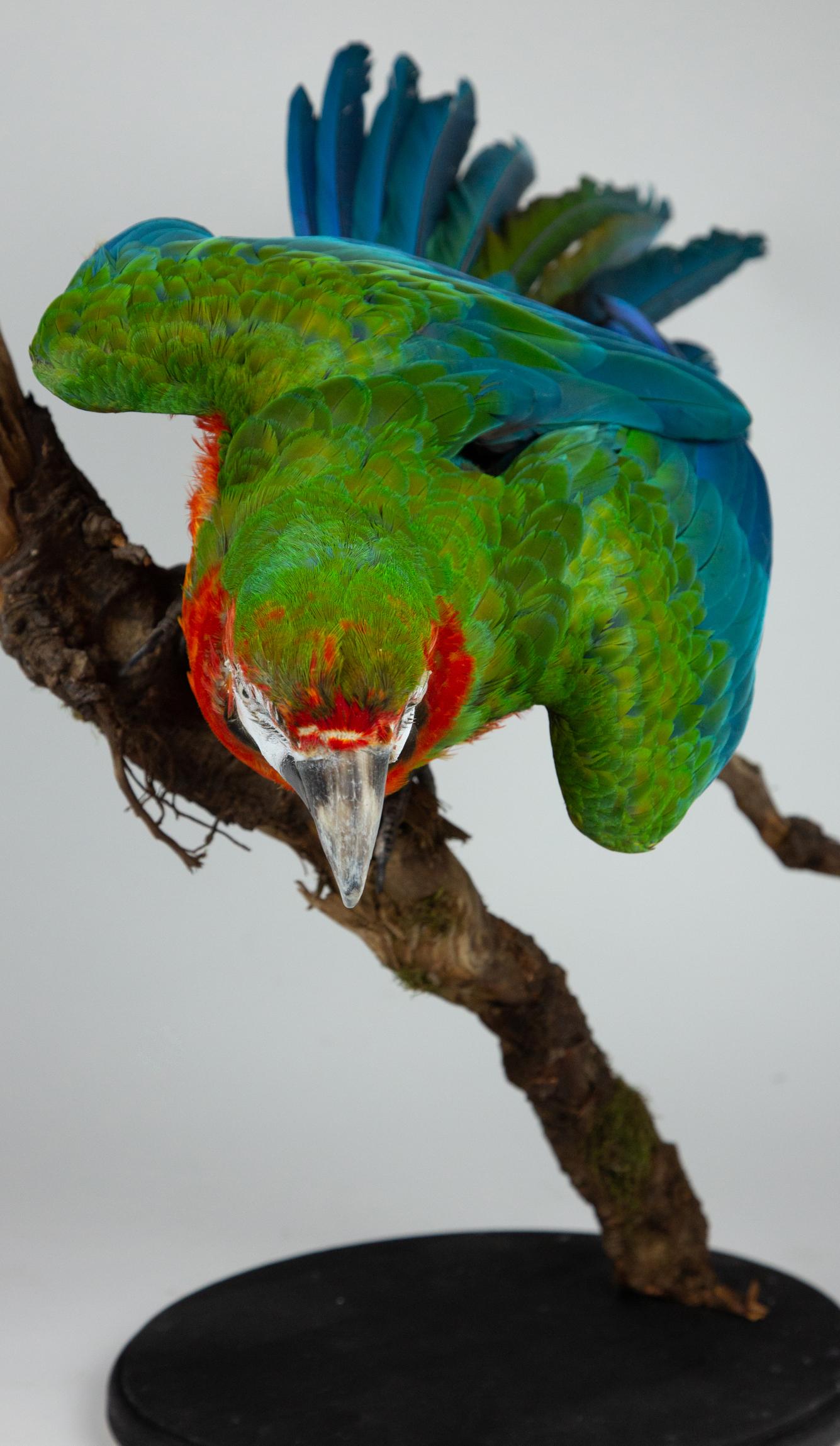 American Taxidermy Macaw