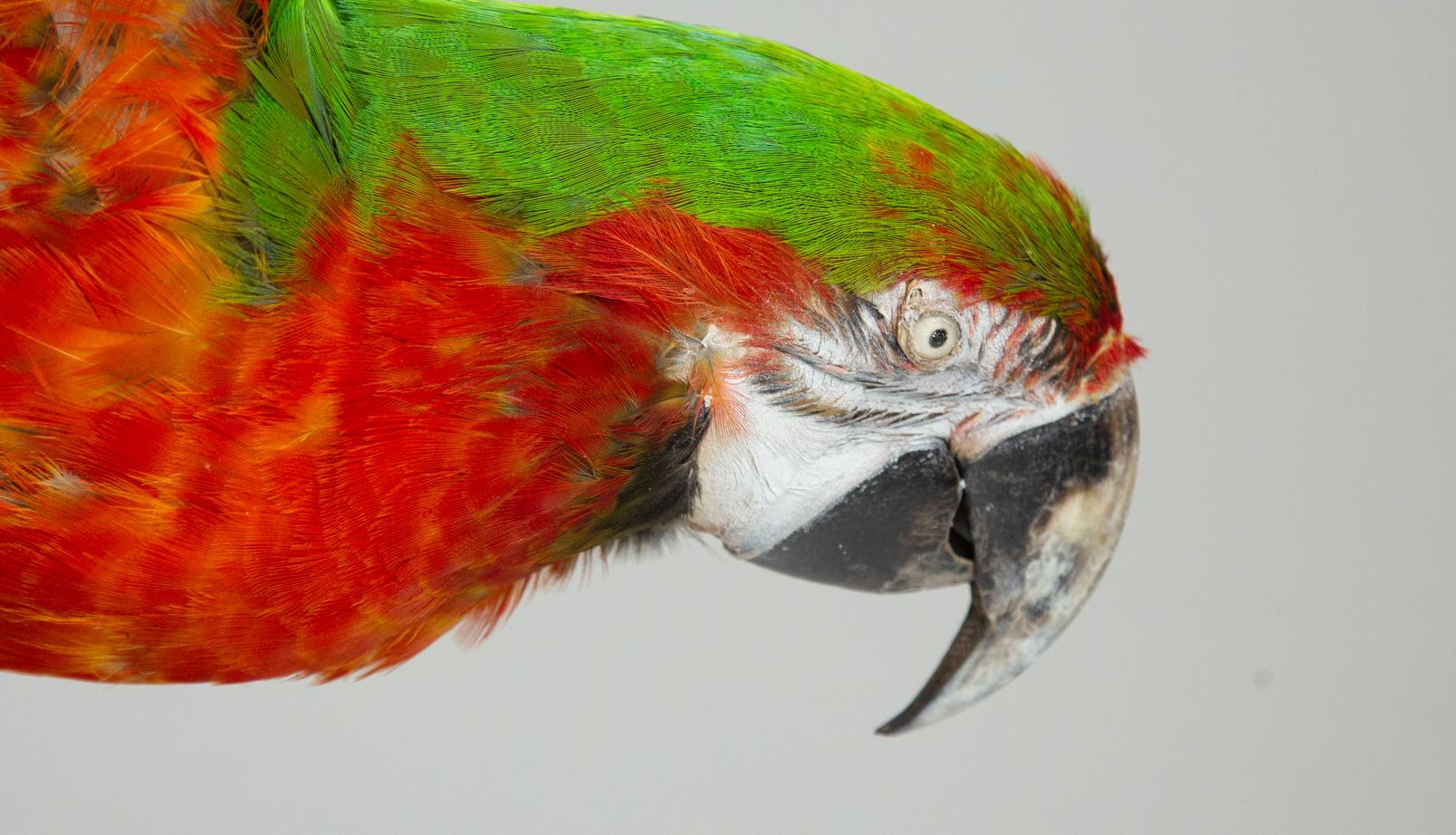 Contemporary Taxidermy Macaw