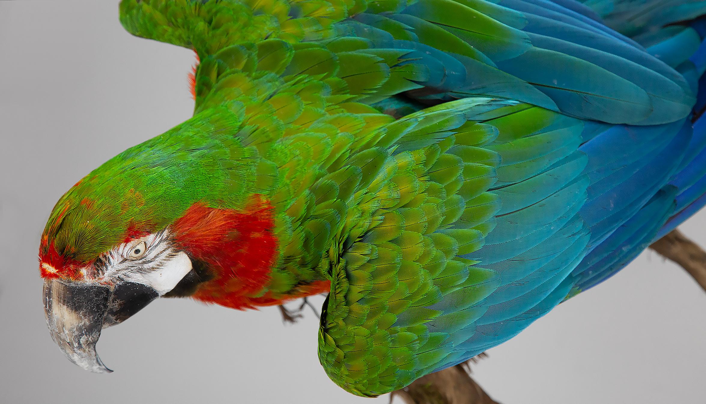 Wood Taxidermy Macaw