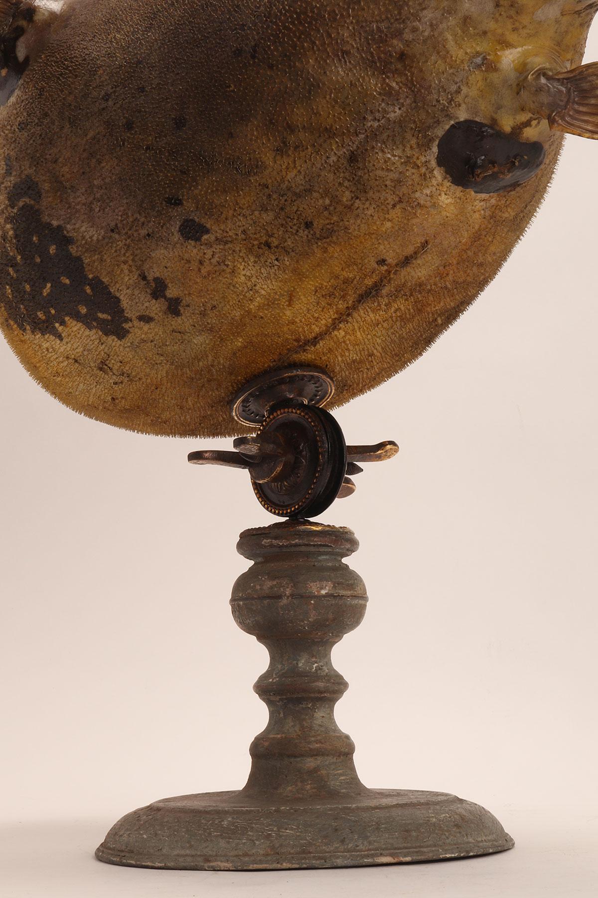 Taxidermy marine specimen: a Puffer fish, Italy 1870. For Sale 6