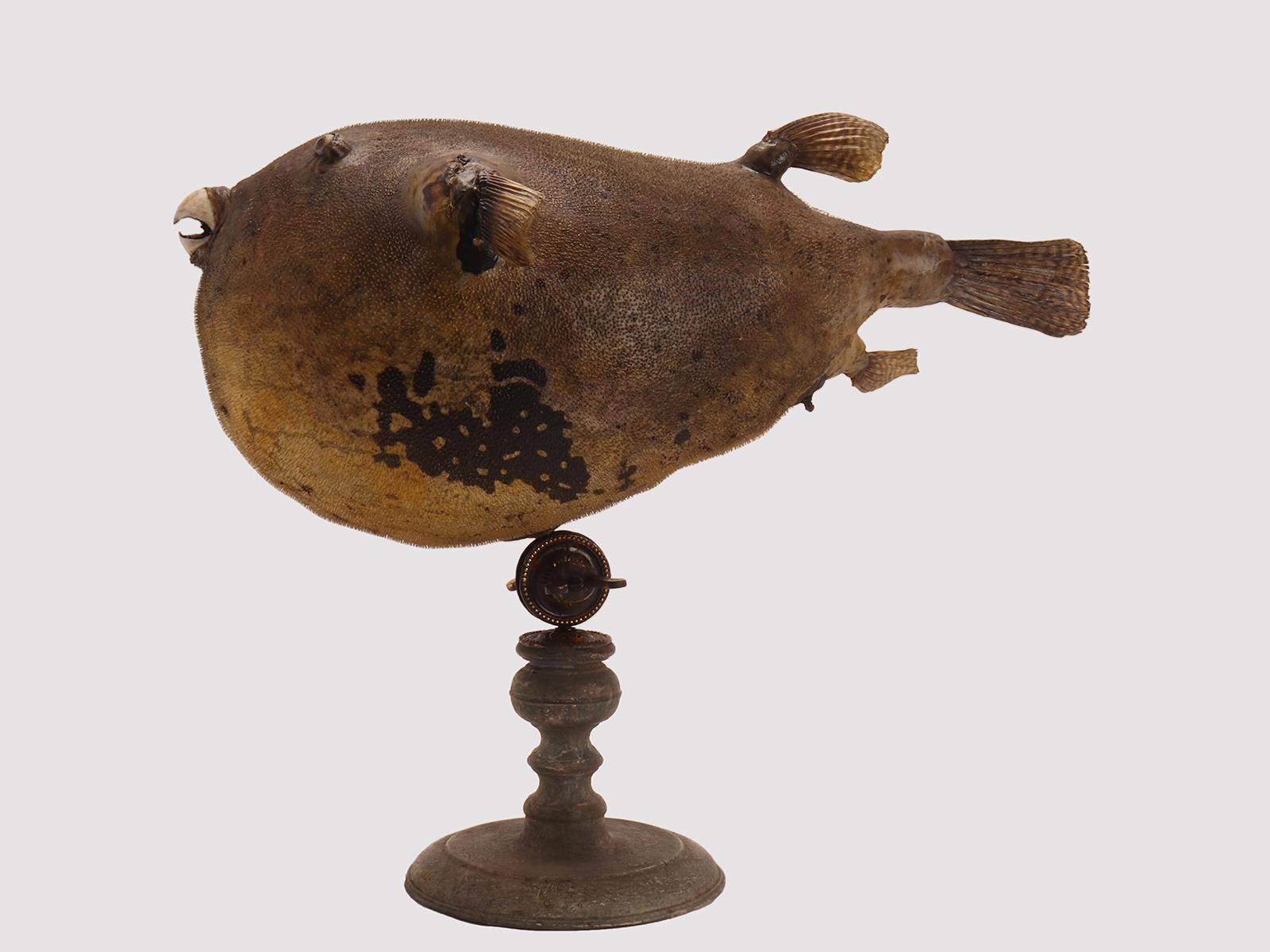 Taxidermy marine natural Wunderkammer specimen, the common Puffer fish Tetradontidae. The Specimen is stuffed and mounted over a base that rotates 360 degrees on its own axis and tilts and locked with a double-wing brass hinge. The rotating base is